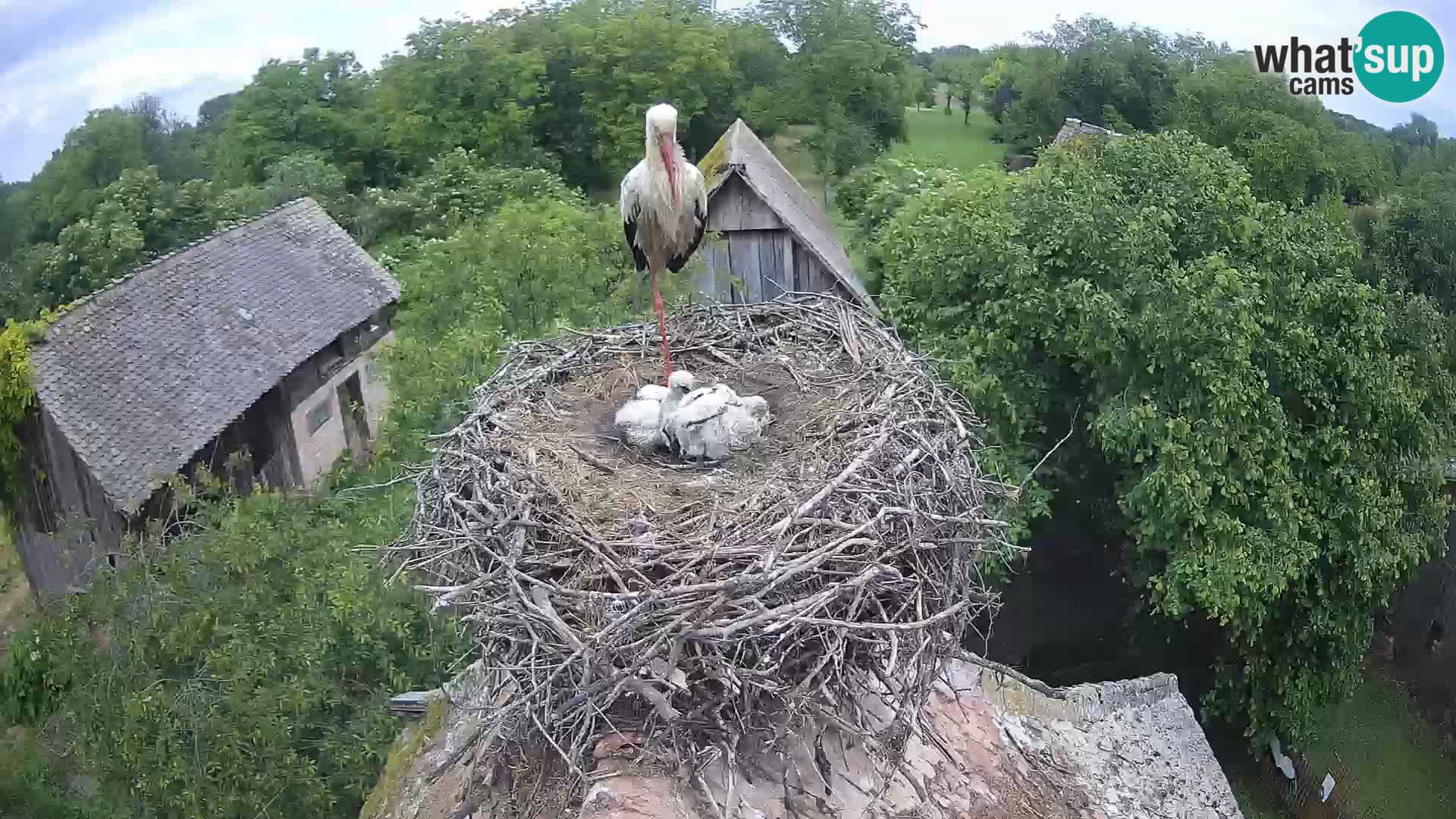 U živo Europsko selo roda – Park prirode Lonjsko polje