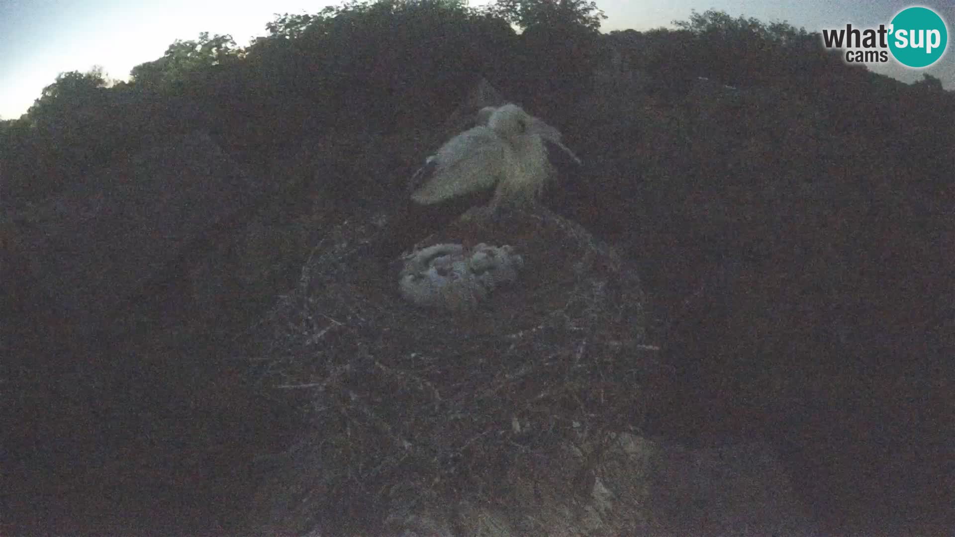 Live webcam European stork village – Lonjsko polje Nature Park