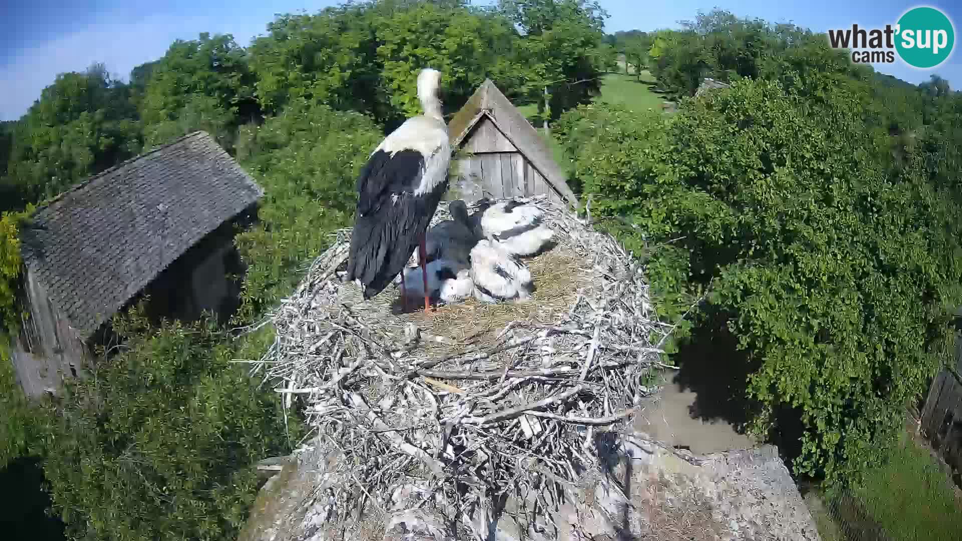 Pueblo europeo de cigüeñas camera en vivo Parque Natural Lonjsko polje