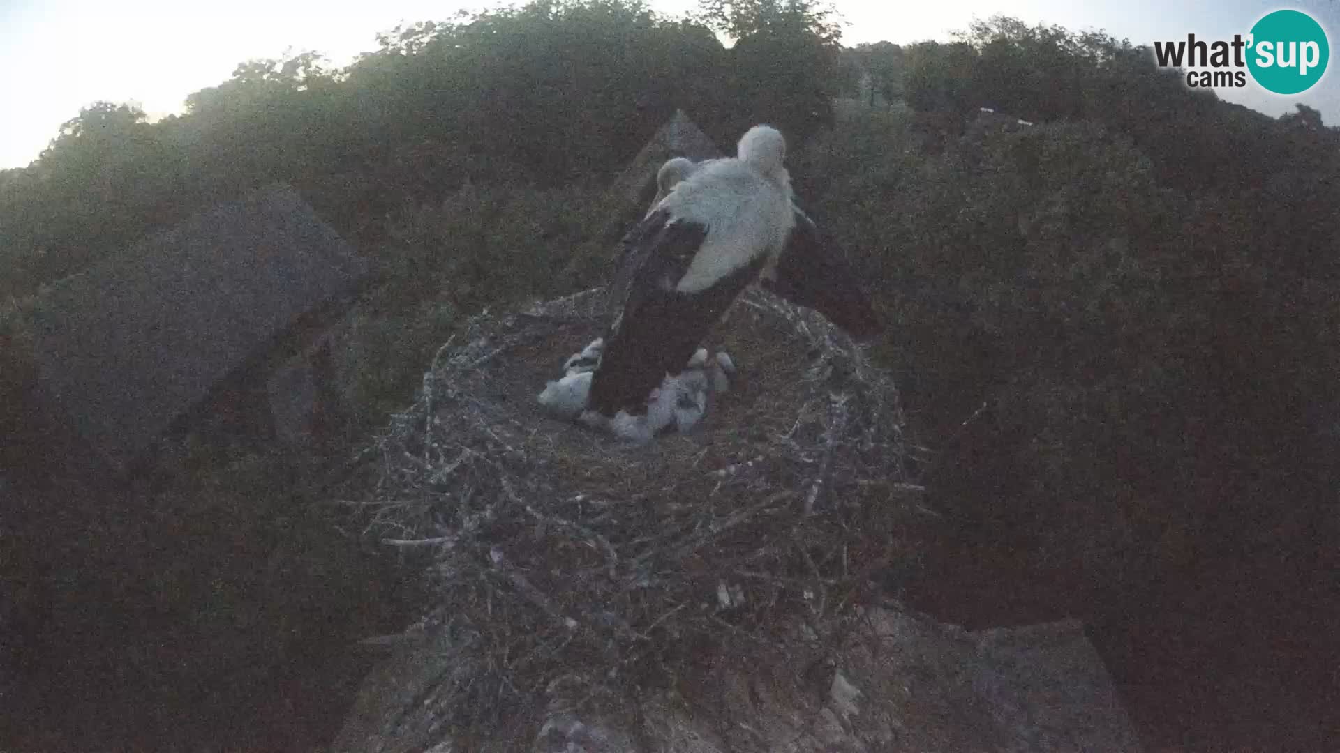 Webcam Europäisches Storchendorf – Naturpark Lonjsko polje