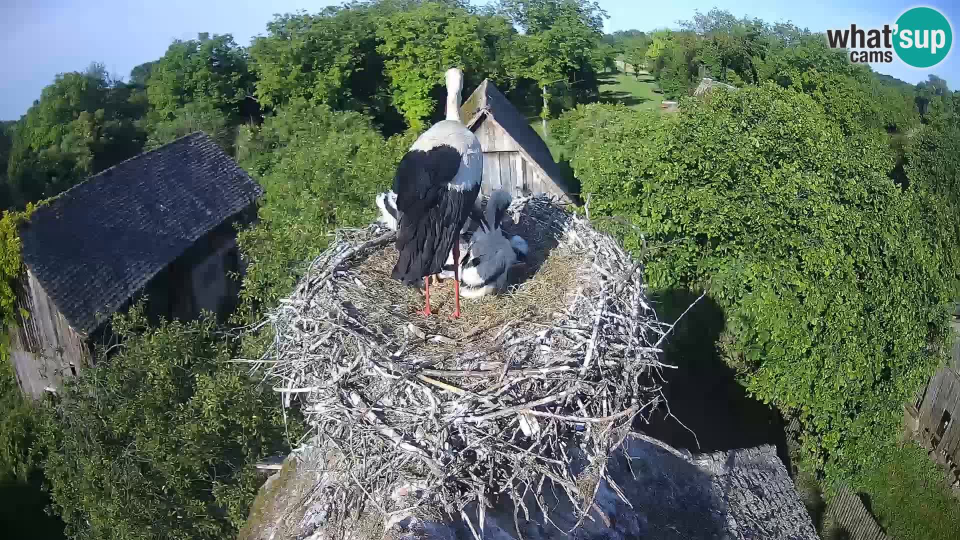 U živo Europsko selo roda – Park prirode Lonjsko polje