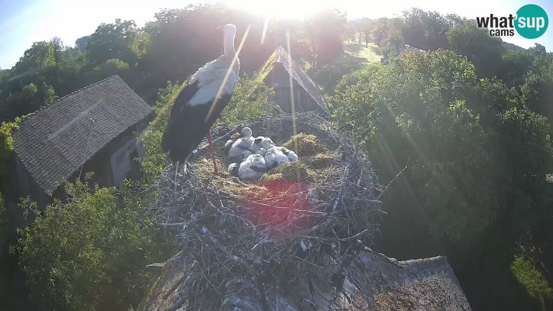Webcam Europäisches Storchendorf – Naturpark Lonjsko polje