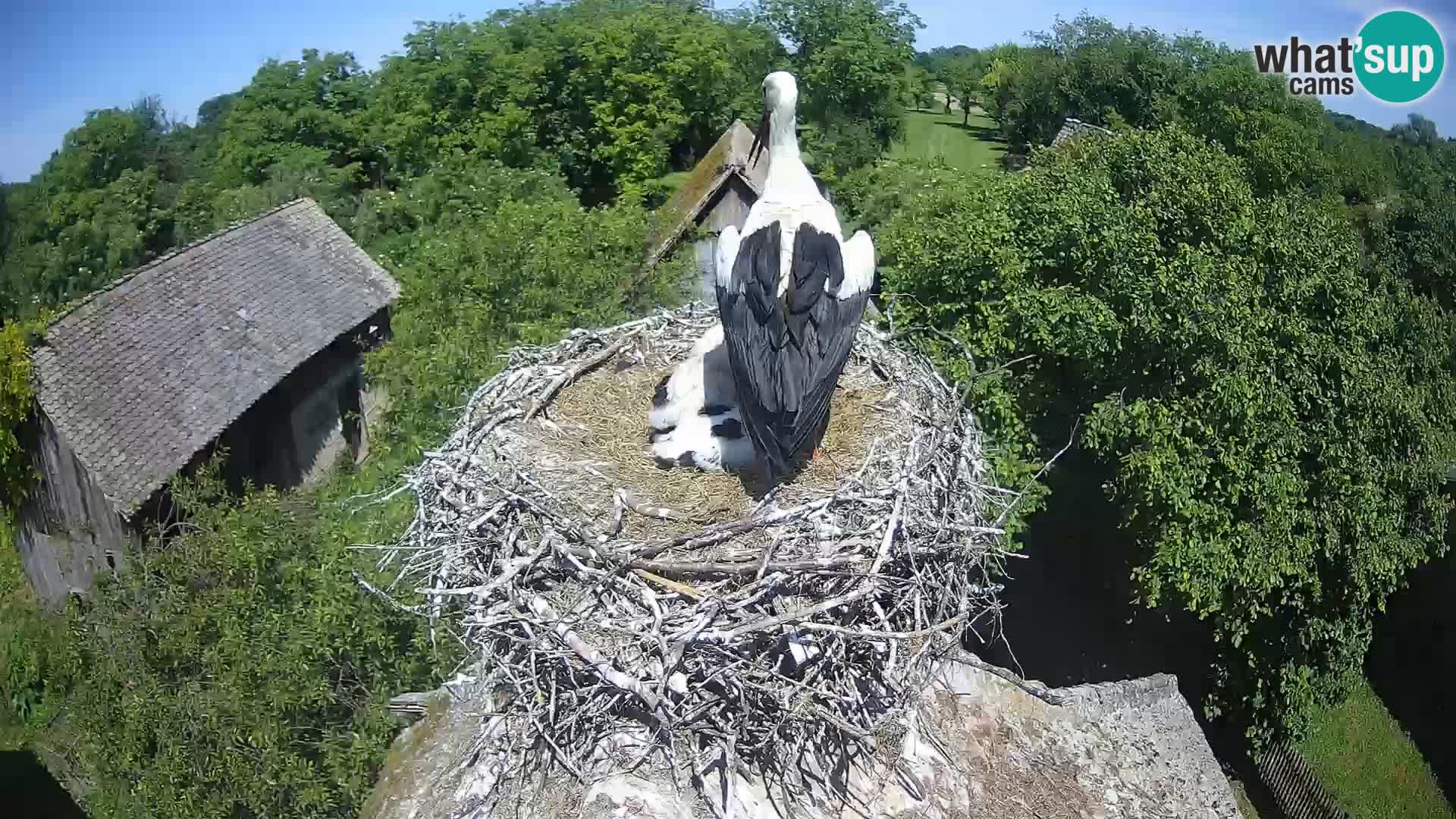 Live webcam European stork village – Lonjsko polje Nature Park