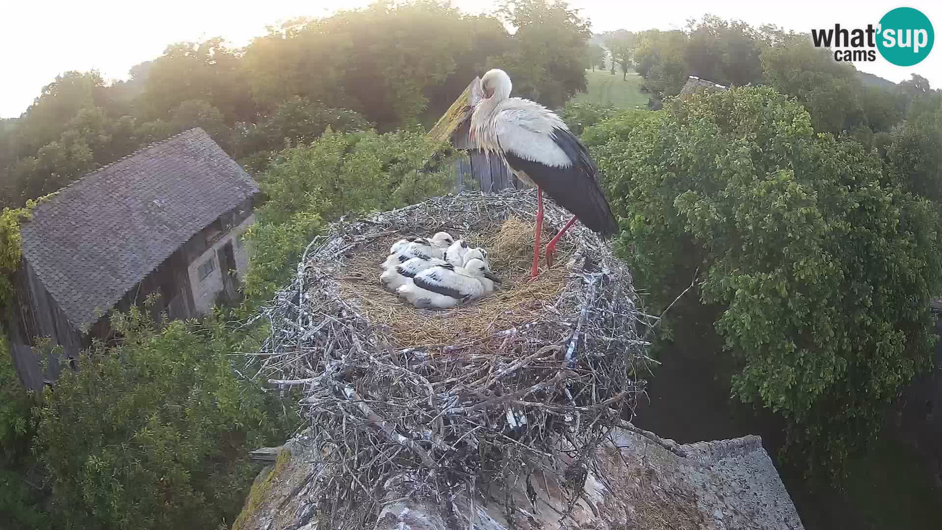 Webcam Europäisches Storchendorf – Naturpark Lonjsko polje