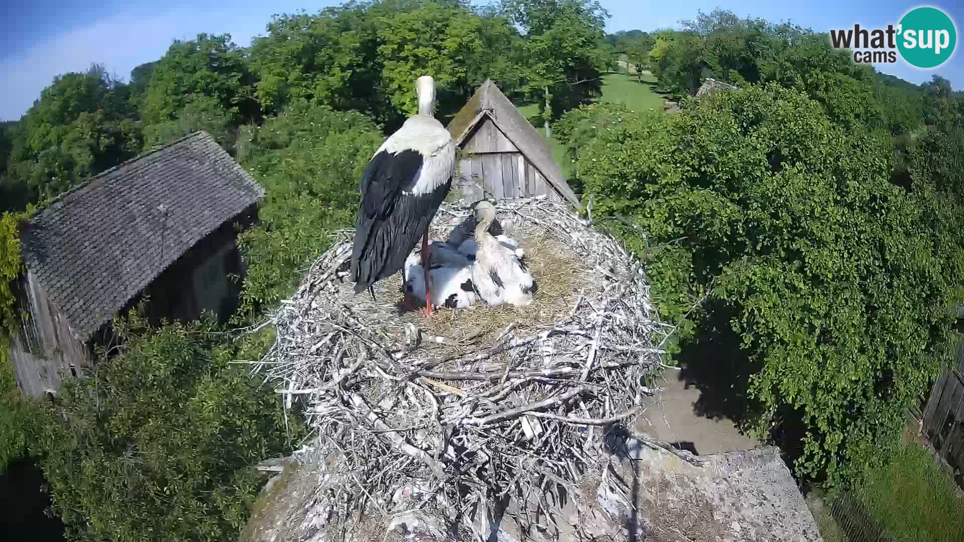 Webcam Europäisches Storchendorf – Naturpark Lonjsko polje