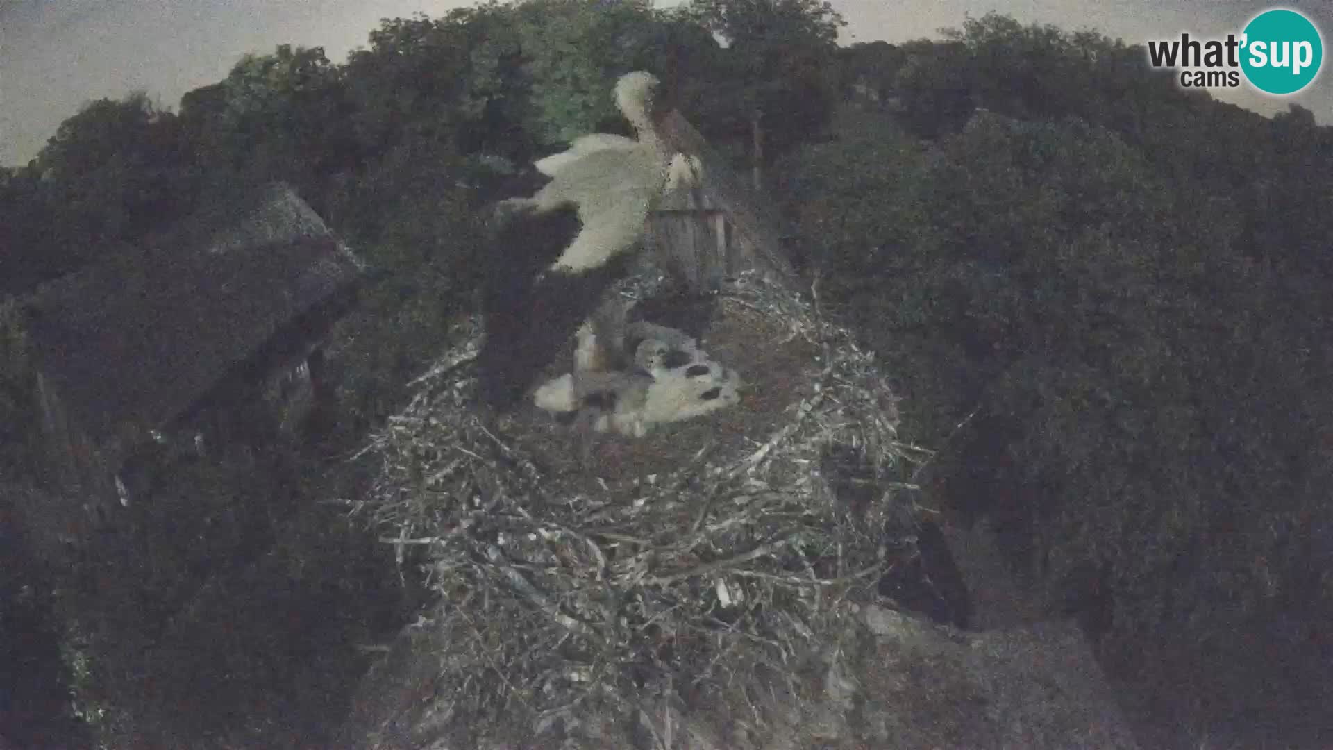 Village européen de cigognes webcam Parc naturel de Lonjsko polje