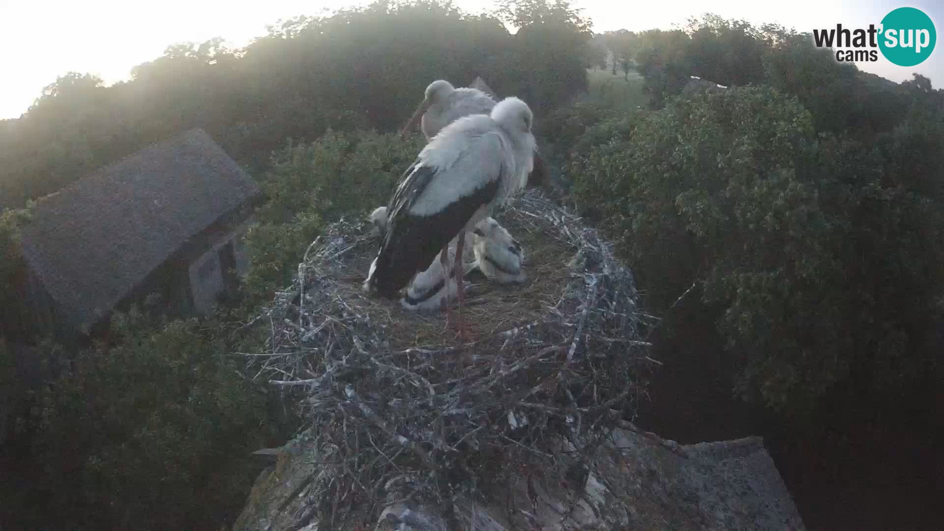Village européen de cigognes webcam Parc naturel de Lonjsko polje