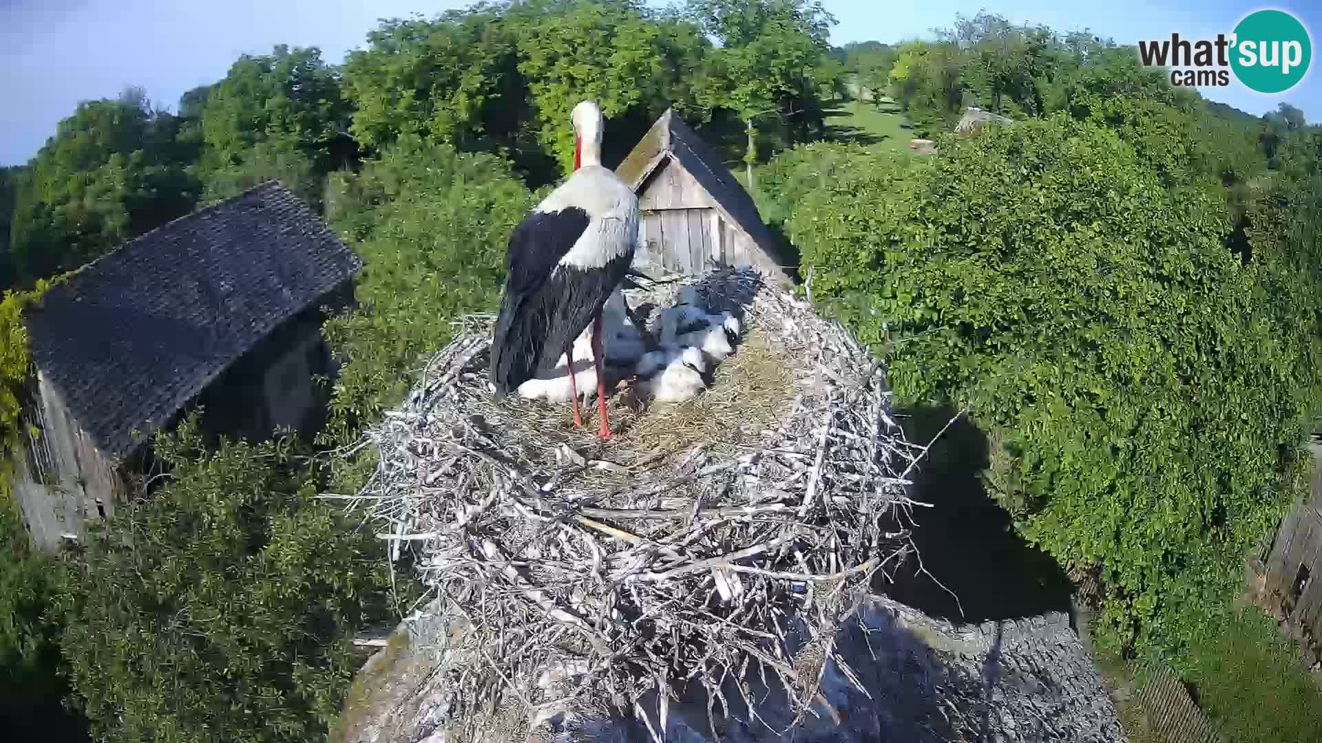 Pueblo europeo de cigüeñas camera en vivo Parque Natural Lonjsko polje