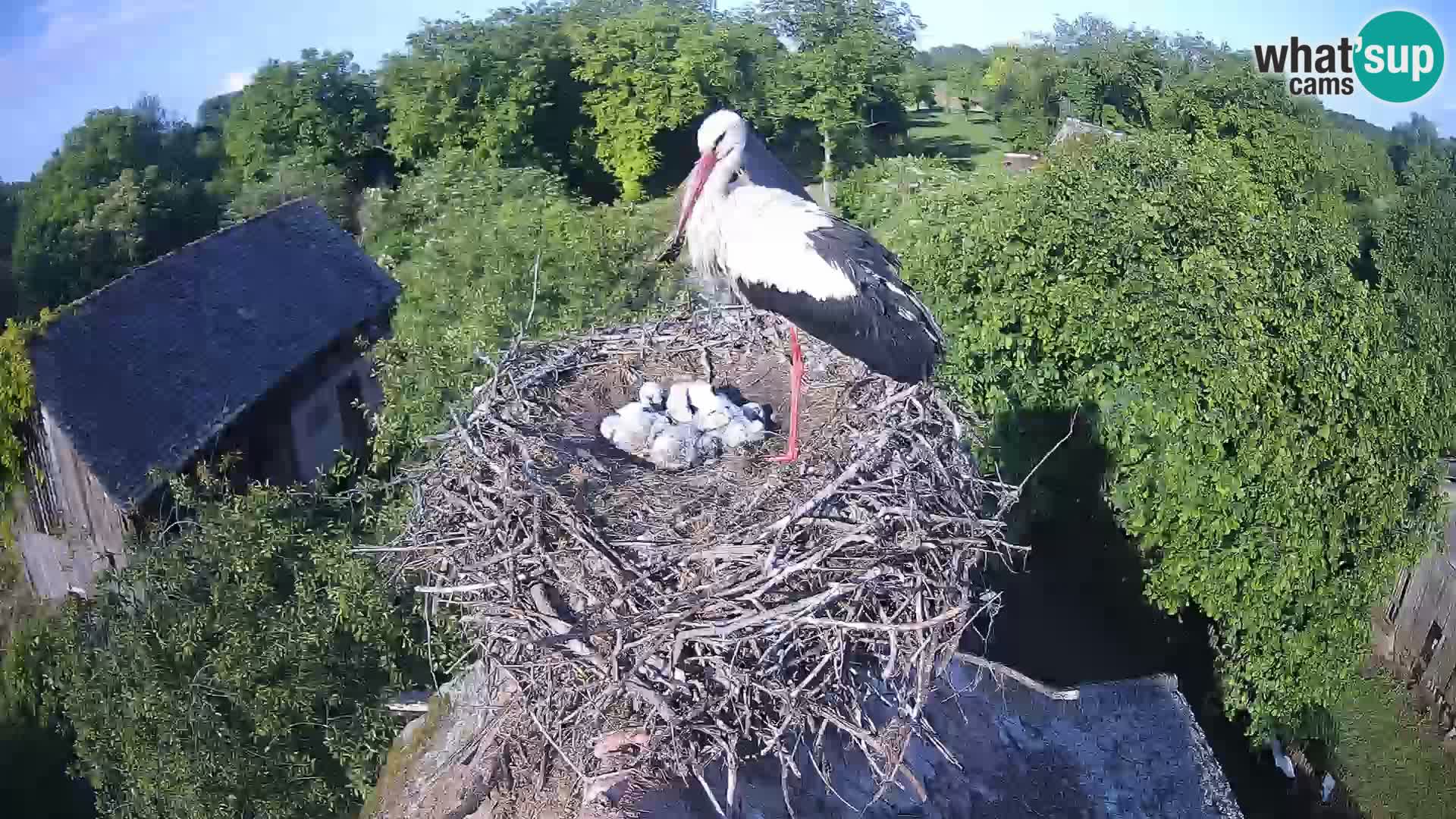 Live webcam European stork village – Lonjsko polje Nature Park