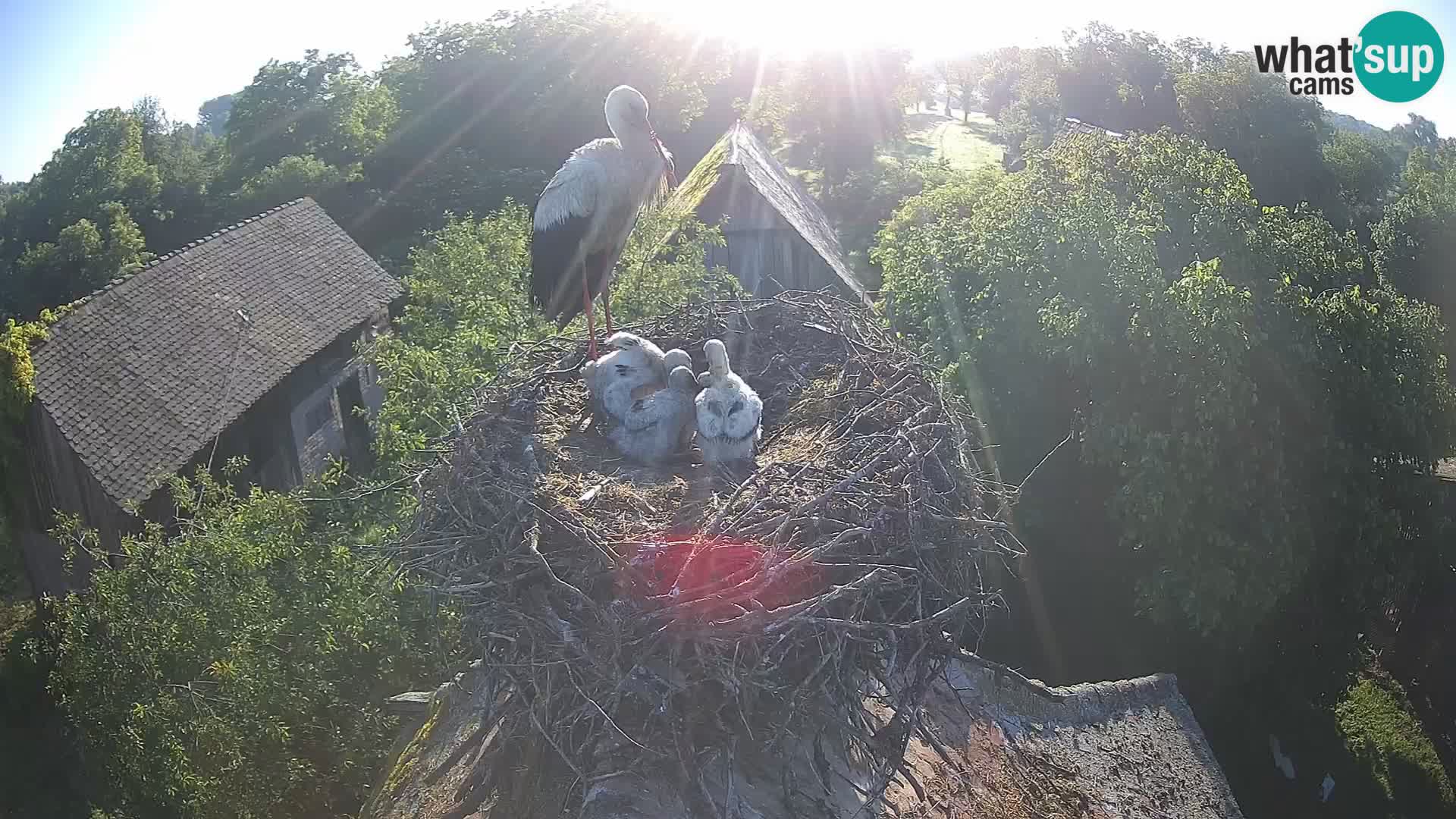 Villaggio delle cicogne europee webcam Parco naturale di Lonjsko polje