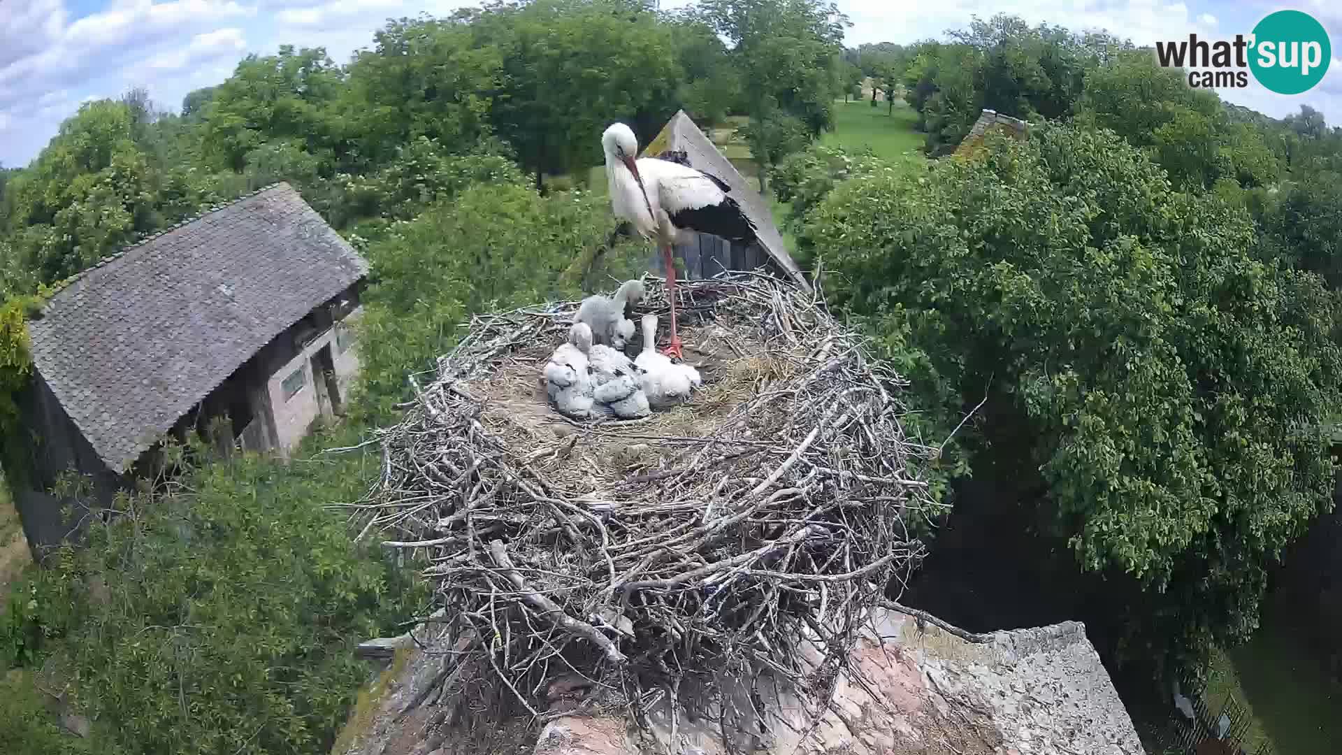 Pueblo europeo de cigüeñas camera en vivo Parque Natural Lonjsko polje
