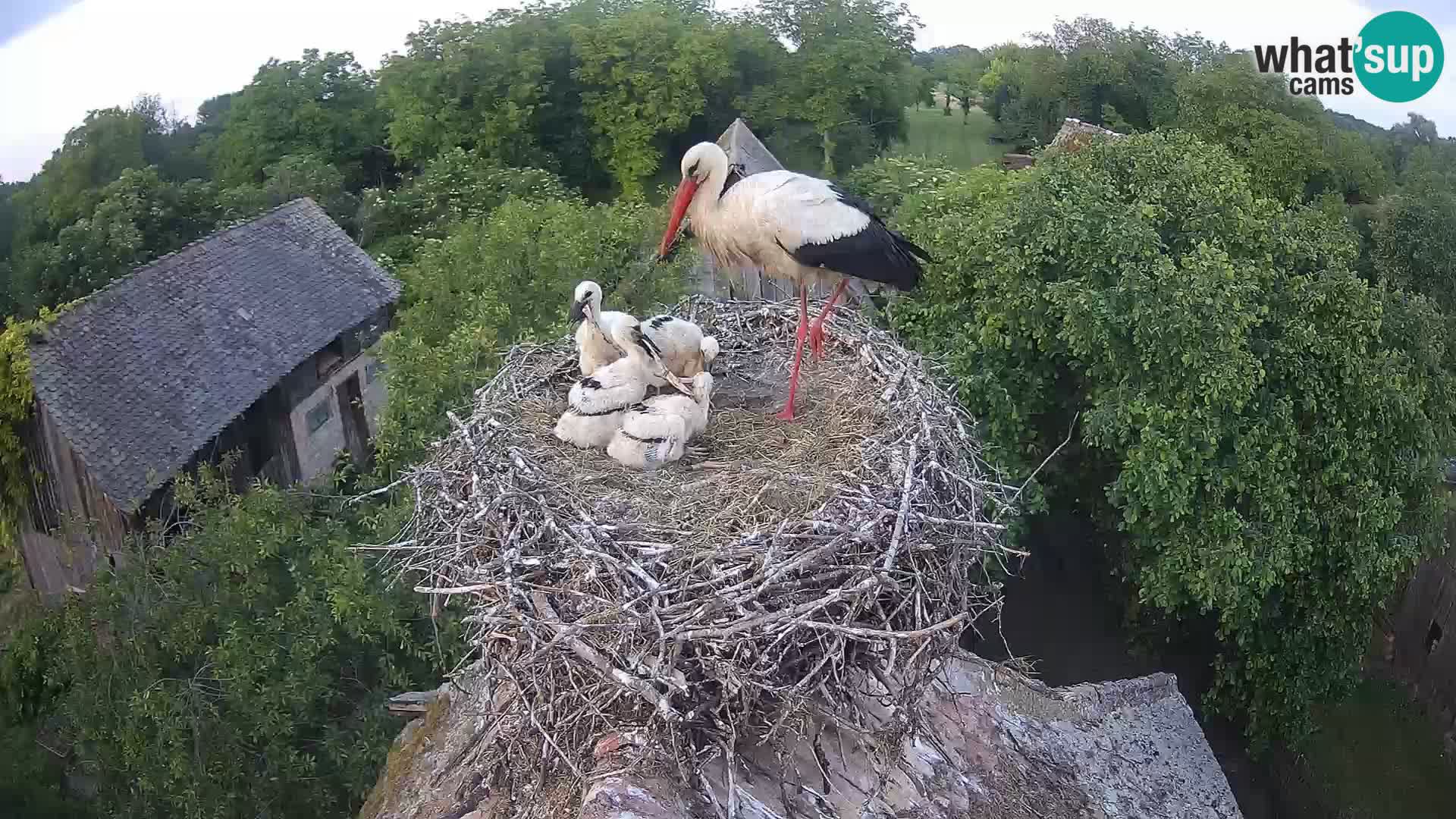 Villaggio delle cicogne europee webcam Parco naturale di Lonjsko polje