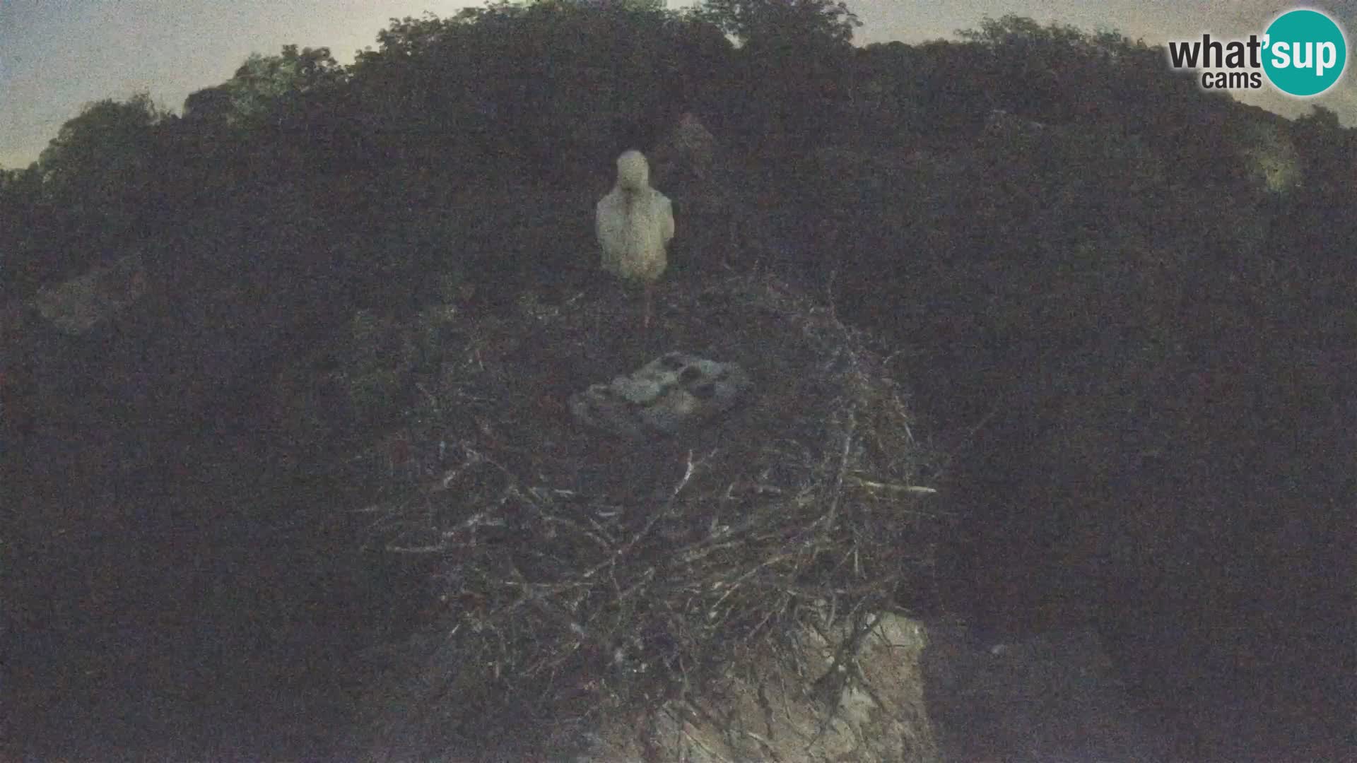 Villaggio delle cicogne europee webcam Parco naturale di Lonjsko polje