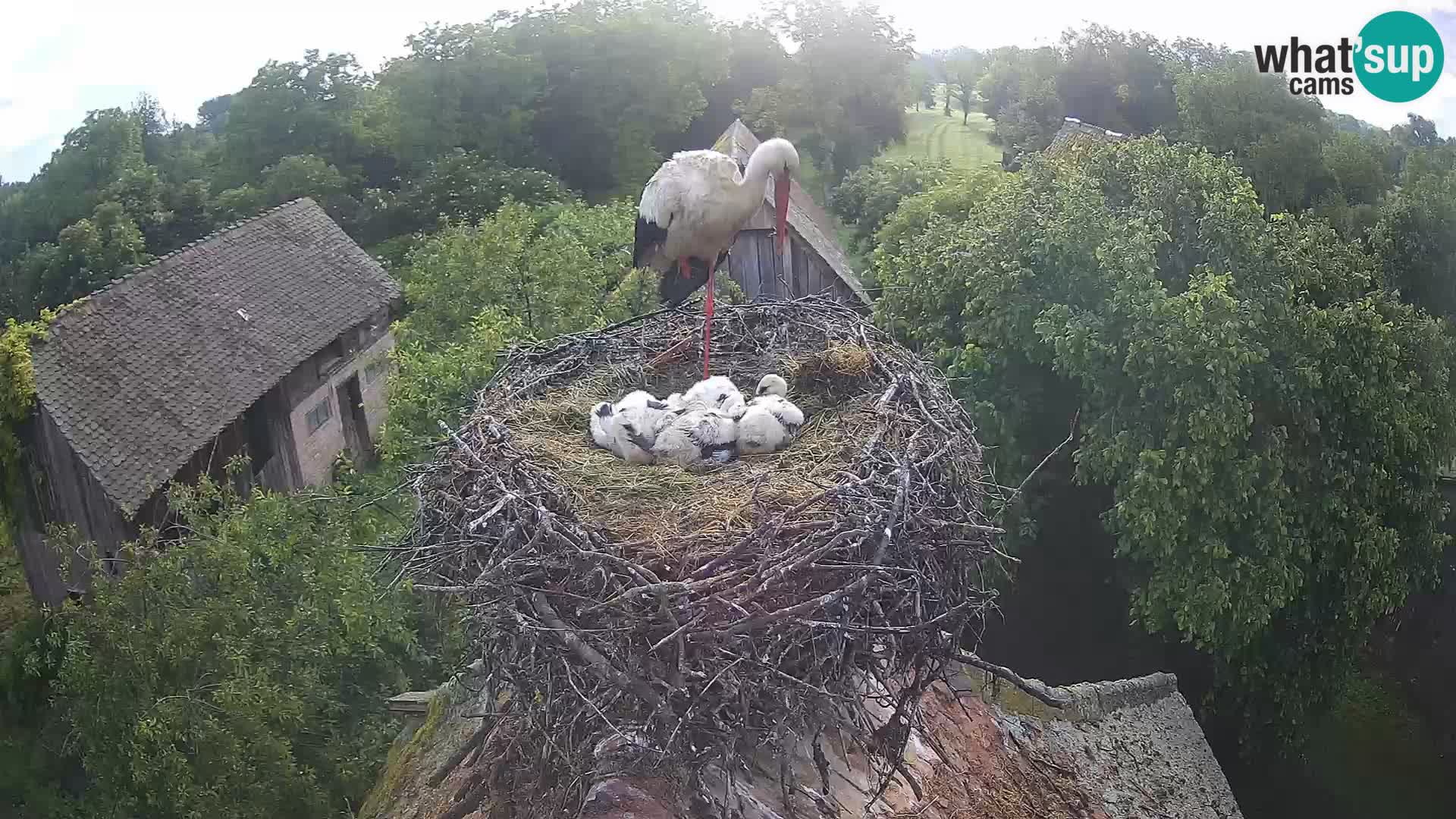 Villaggio delle cicogne europee webcam Parco naturale di Lonjsko polje