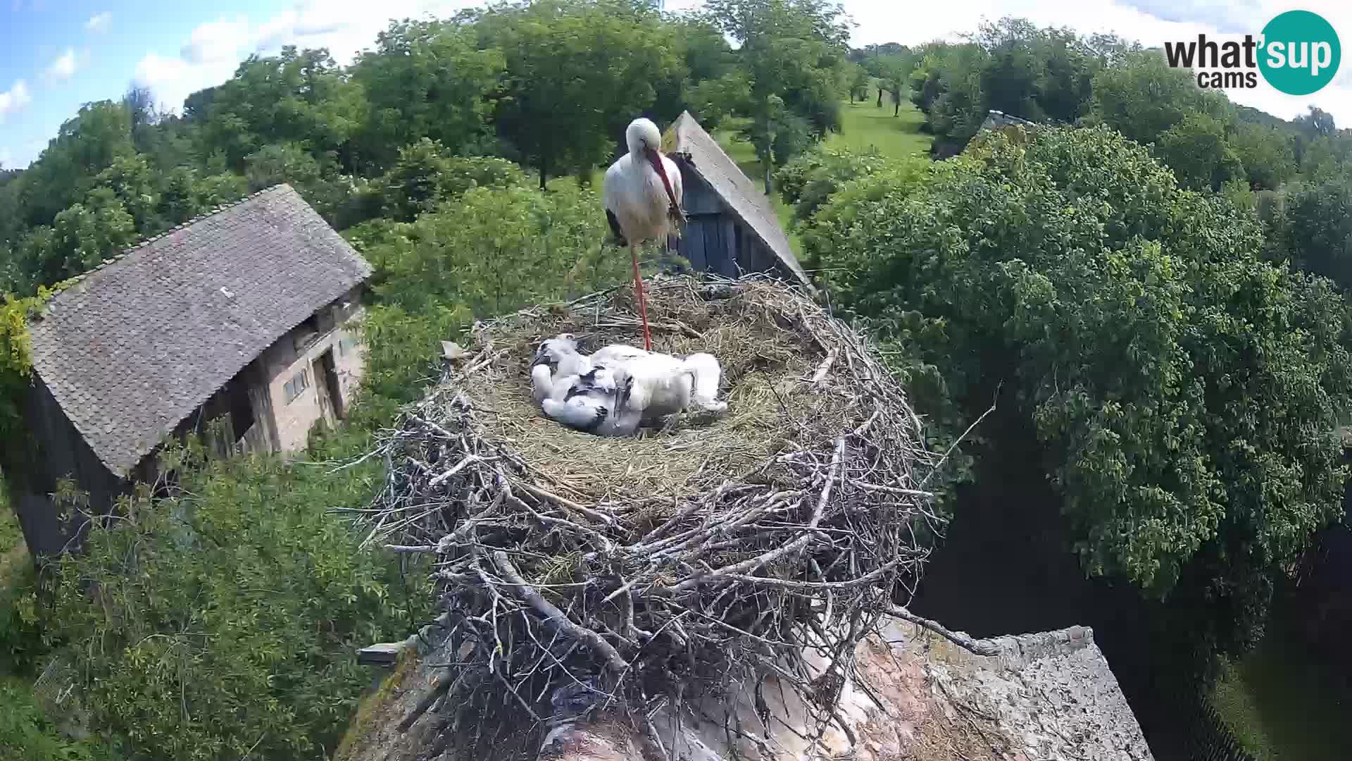 Village européen de cigognes webcam Parc naturel de Lonjsko polje