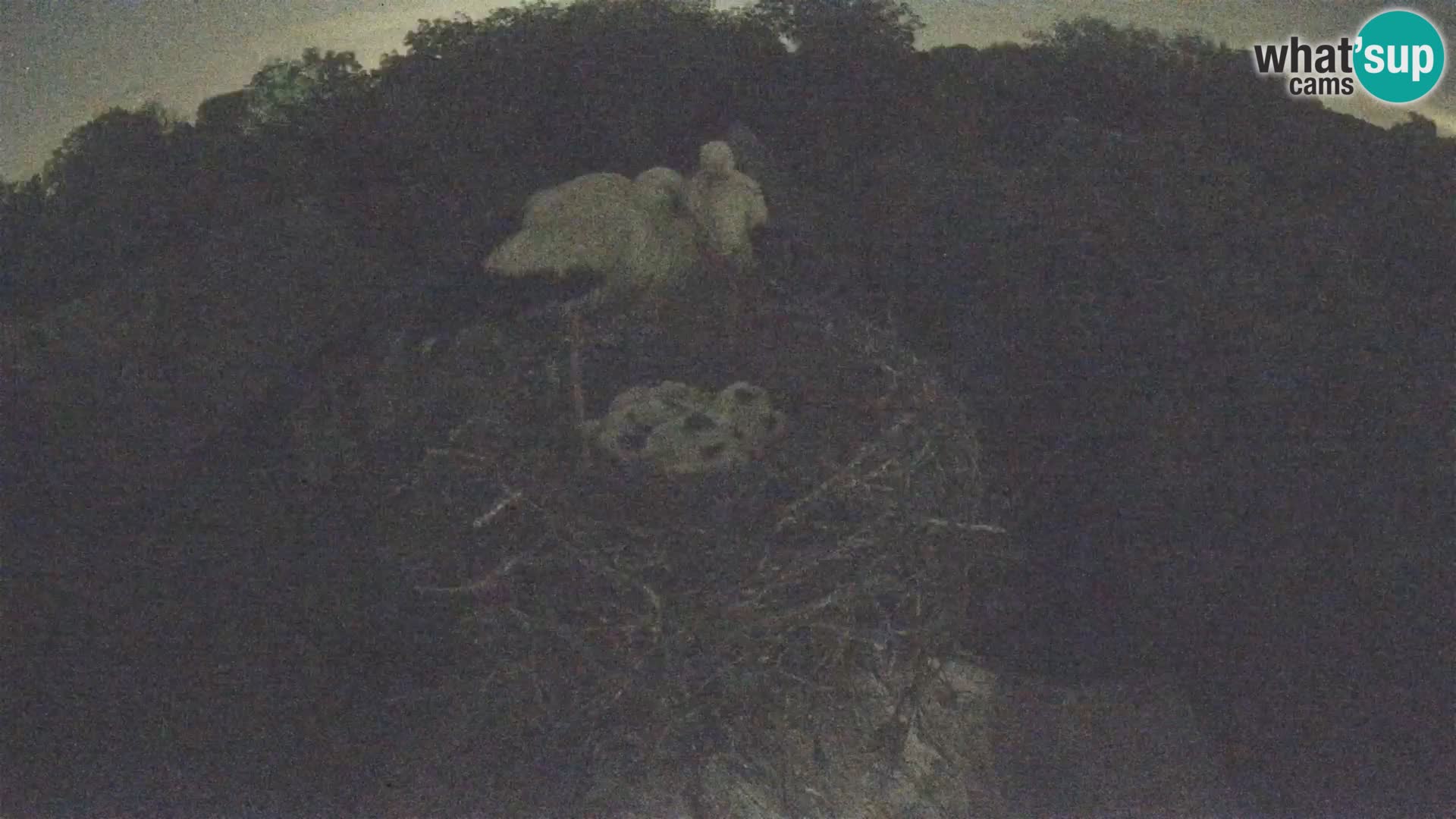 Pueblo europeo de cigüeñas camera en vivo Parque Natural Lonjsko polje
