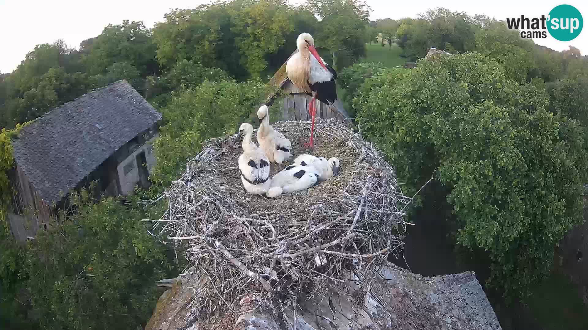 Webcam Europäisches Storchendorf – Naturpark Lonjsko polje
