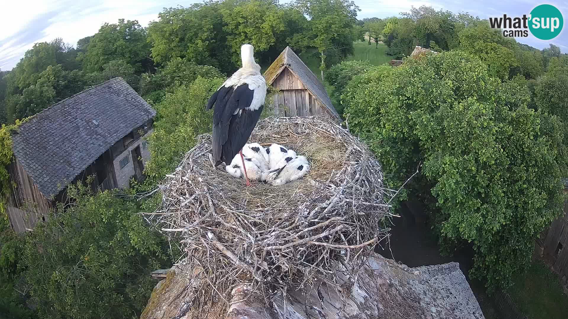 Webcam Europäisches Storchendorf – Naturpark Lonjsko polje