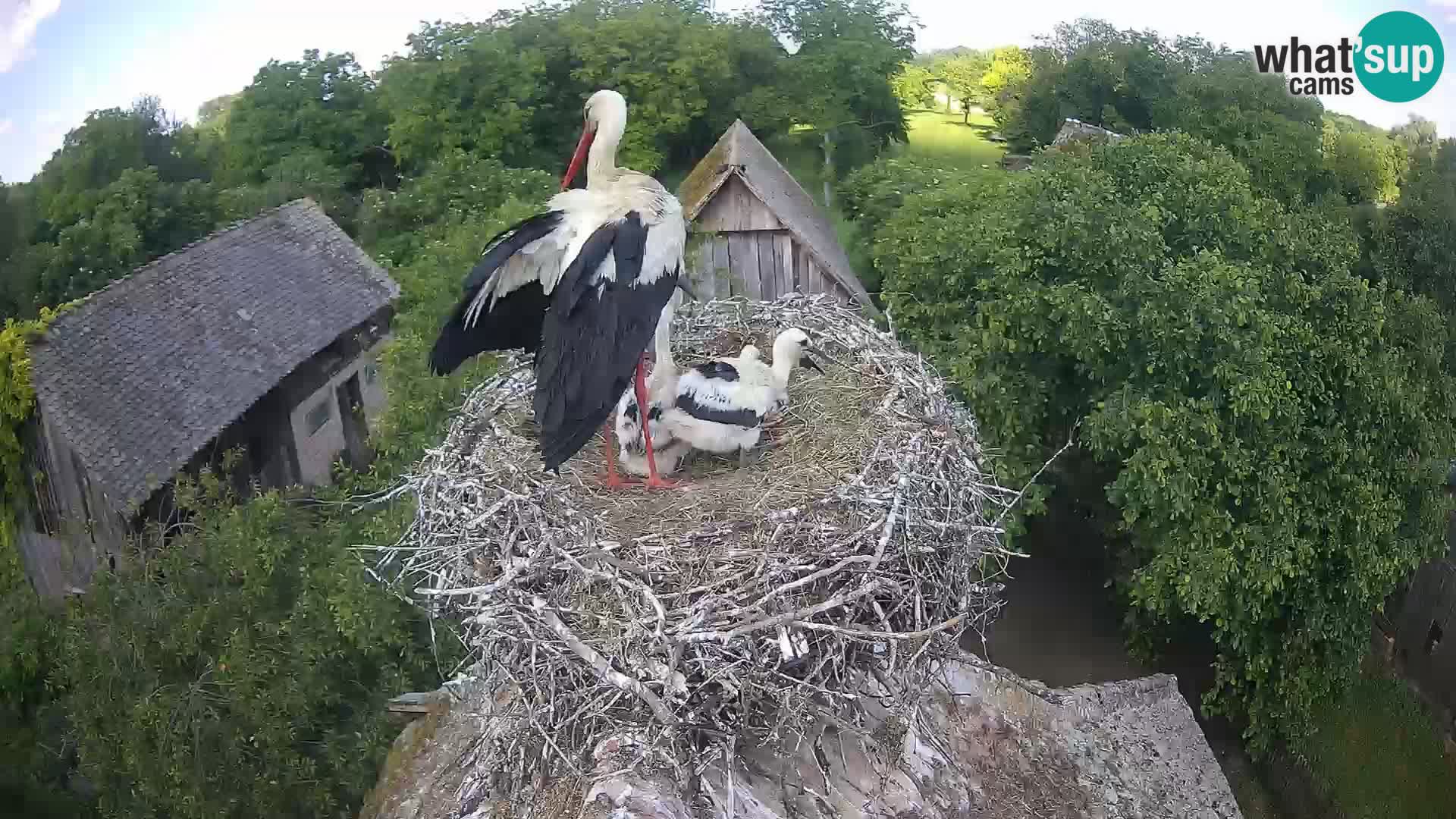 Pueblo europeo de cigüeñas camera en vivo Parque Natural Lonjsko polje