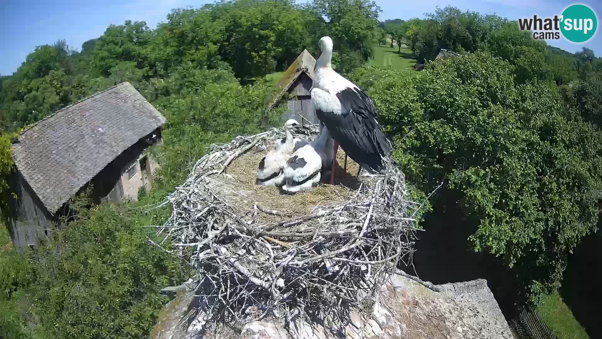 Live webcam European stork village – Lonjsko polje Nature Park