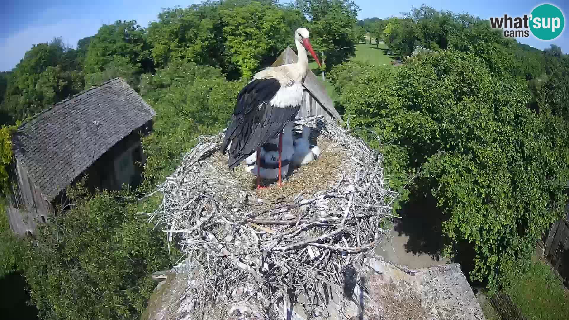 Village européen de cigognes webcam Parc naturel de Lonjsko polje