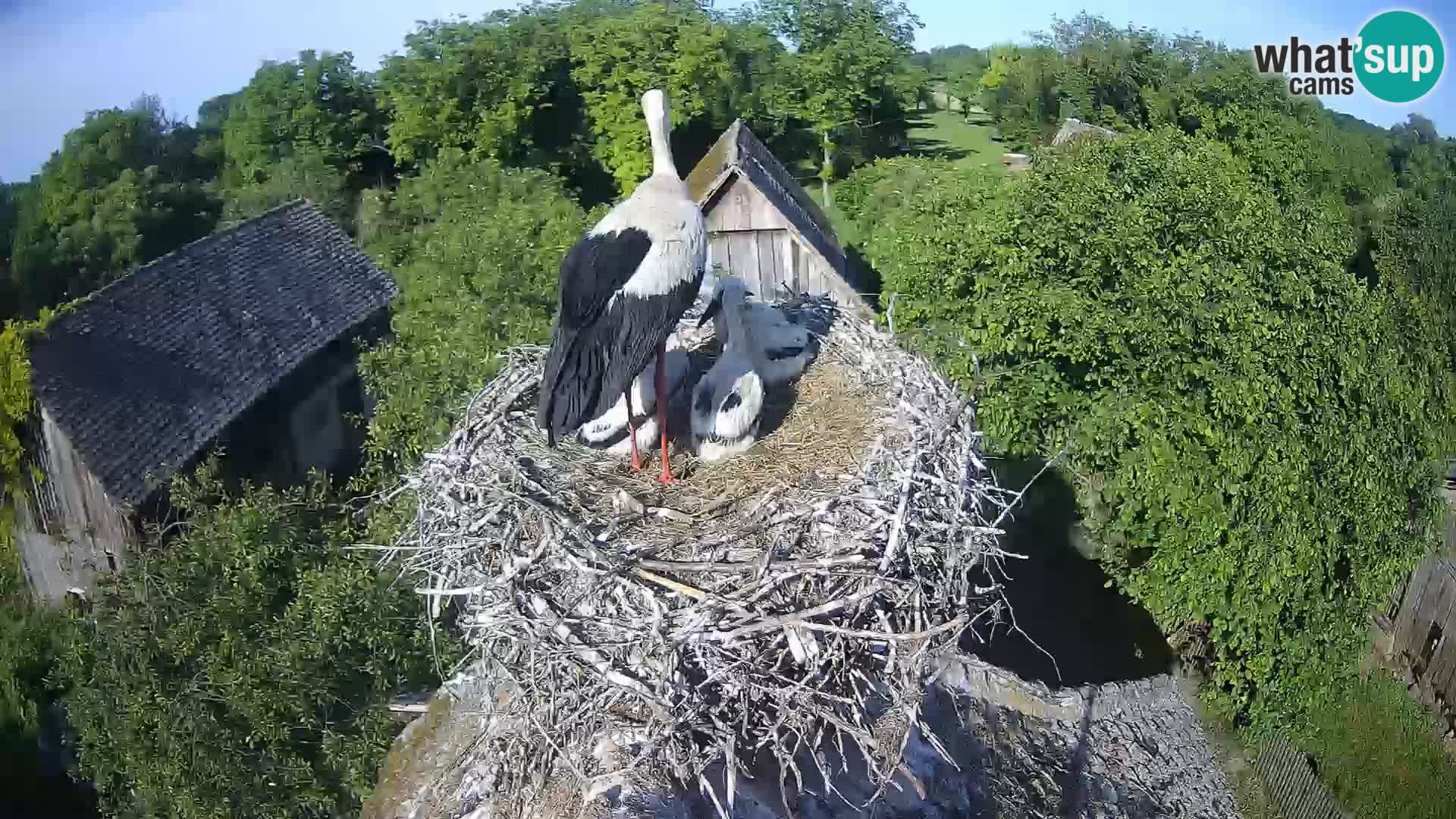 Pueblo europeo de cigüeñas camera en vivo Parque Natural Lonjsko polje