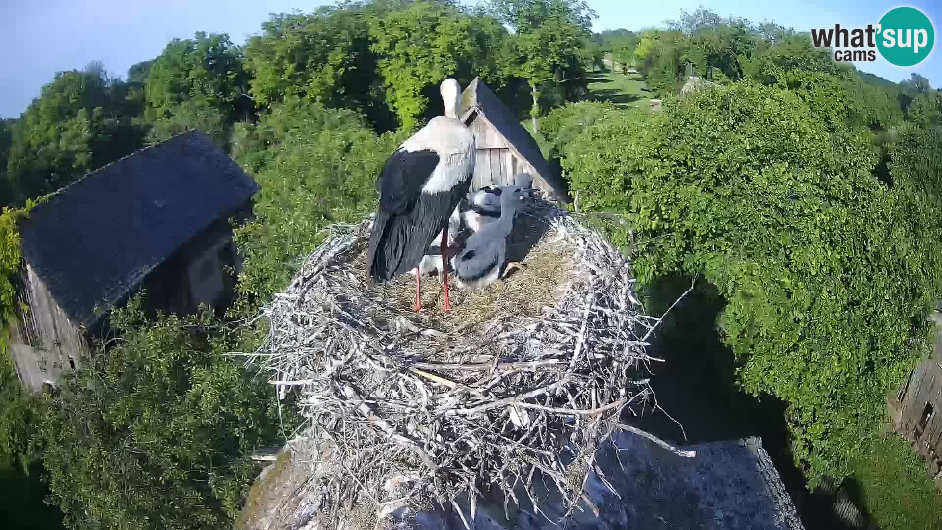 Live webcam European stork village – Lonjsko polje Nature Park
