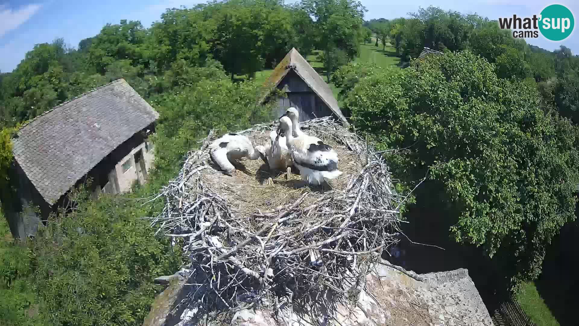 Webcam Europäisches Storchendorf – Naturpark Lonjsko polje