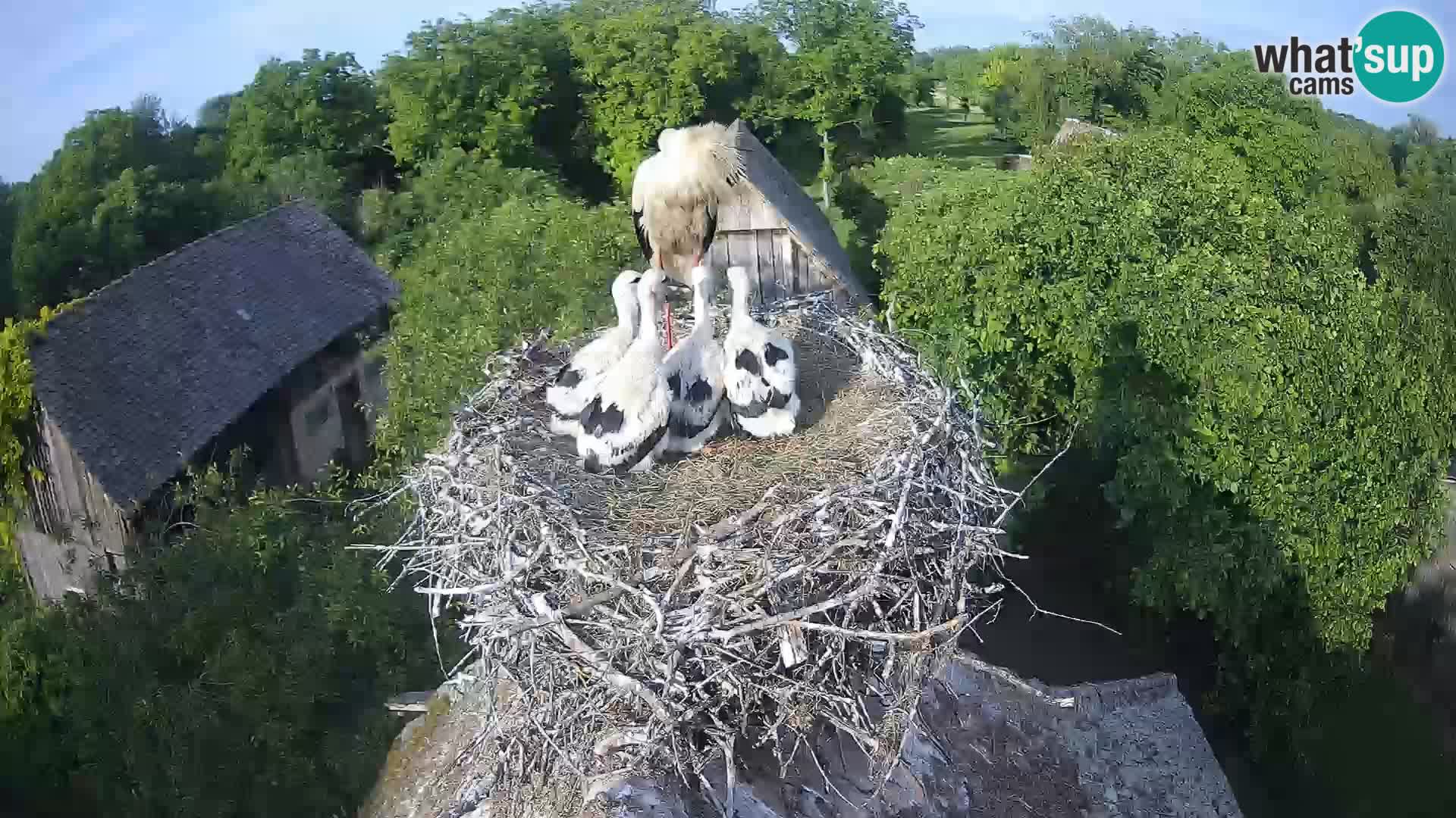 Village européen de cigognes webcam Parc naturel de Lonjsko polje