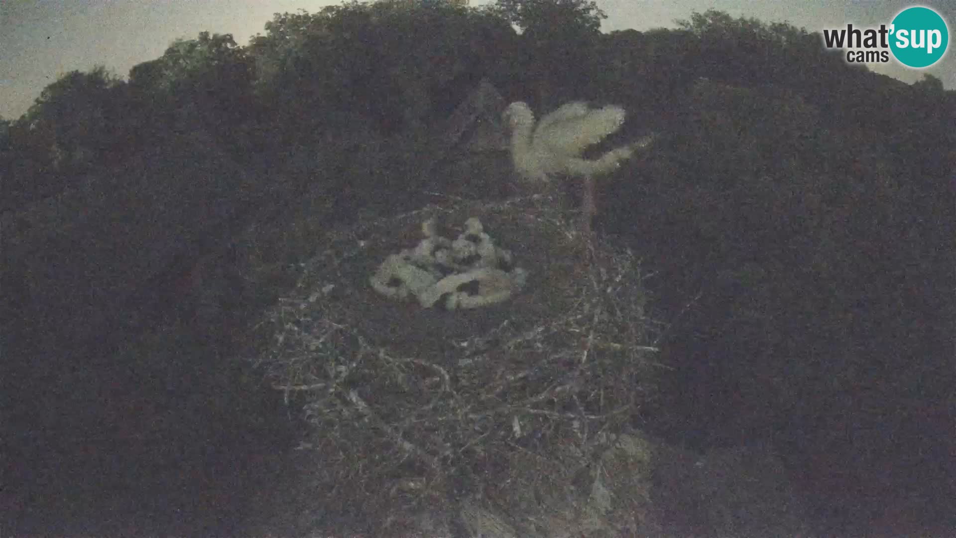 Village européen de cigognes webcam Parc naturel de Lonjsko polje