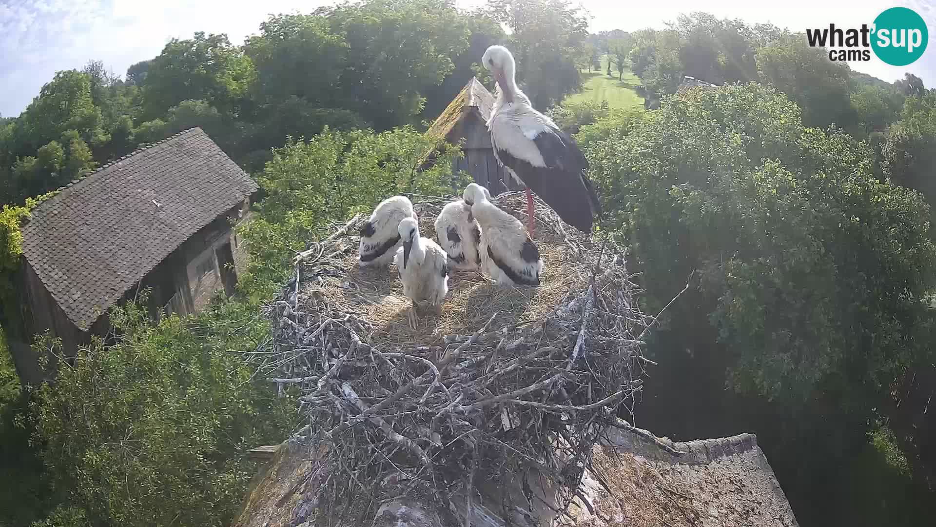 Live webcam European stork village – Lonjsko polje Nature Park