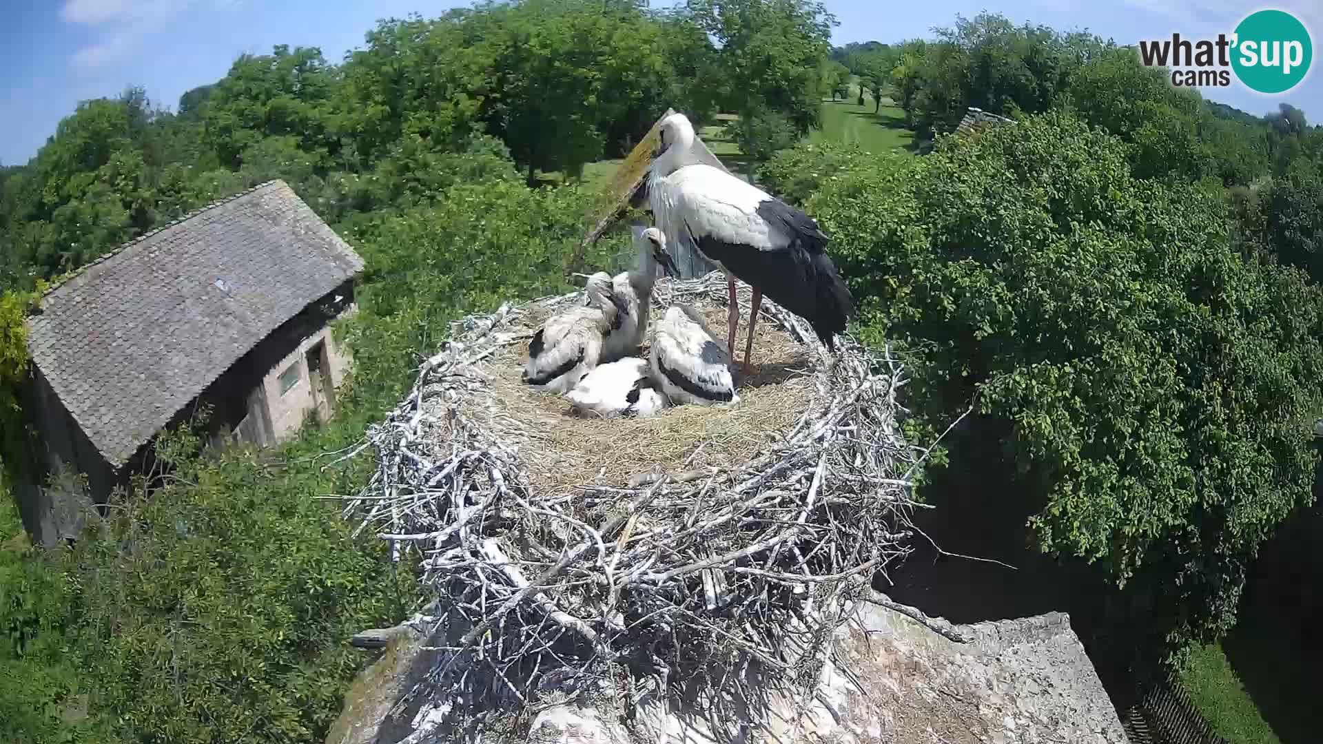Village européen de cigognes webcam Parc naturel de Lonjsko polje