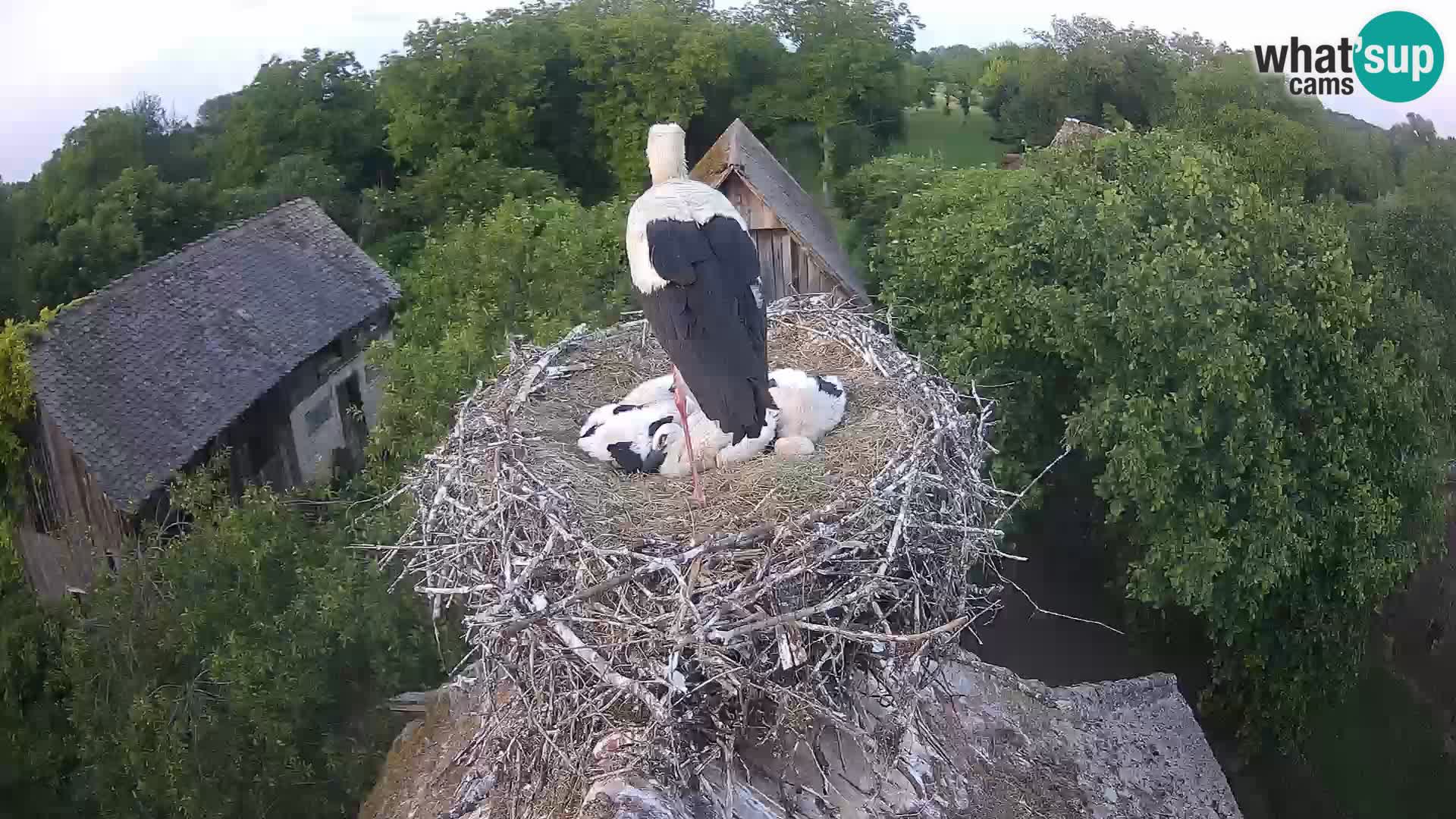 Pueblo europeo de cigüeñas camera en vivo Parque Natural Lonjsko polje