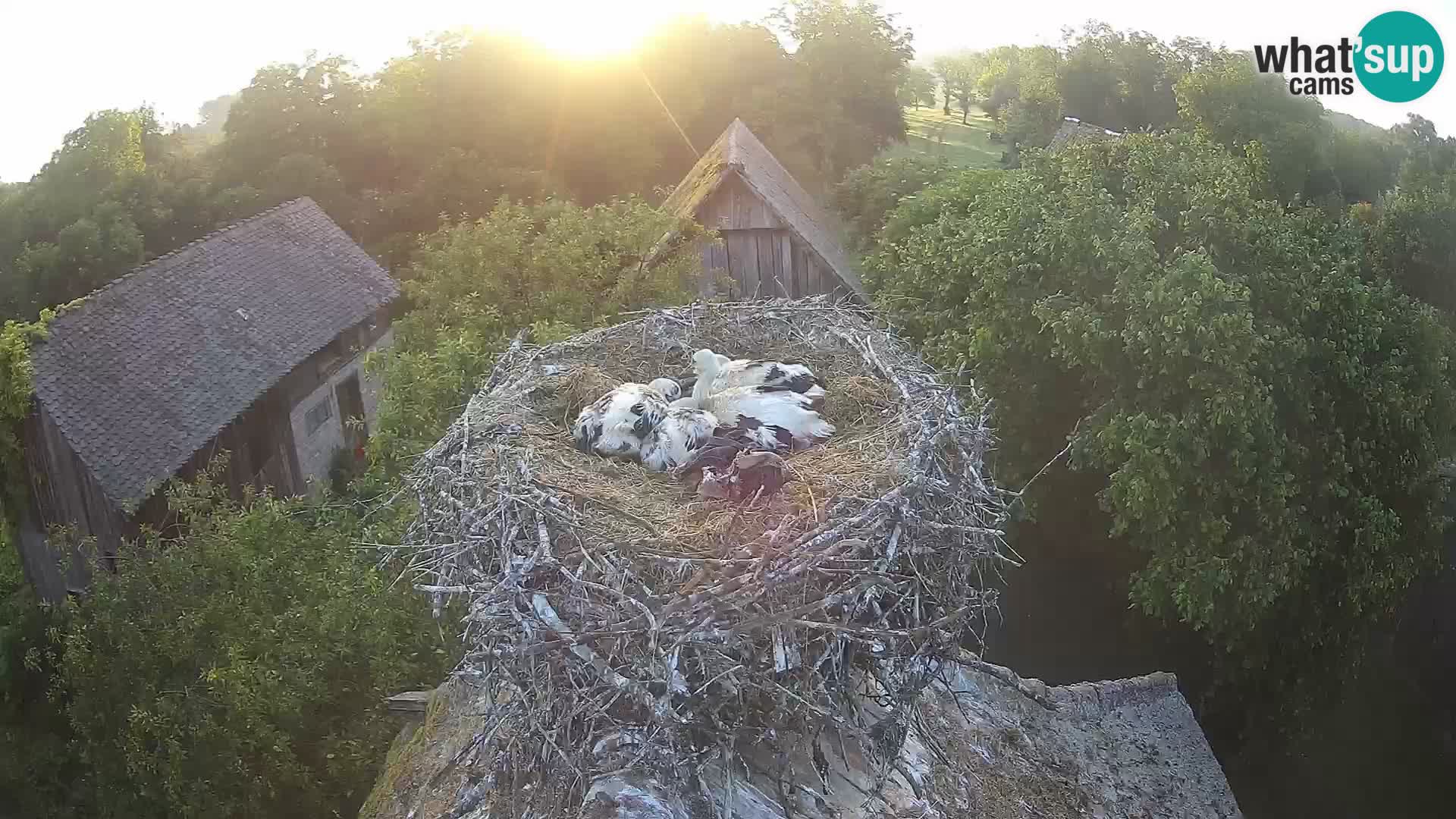 Live webcam European stork village – Lonjsko polje Nature Park