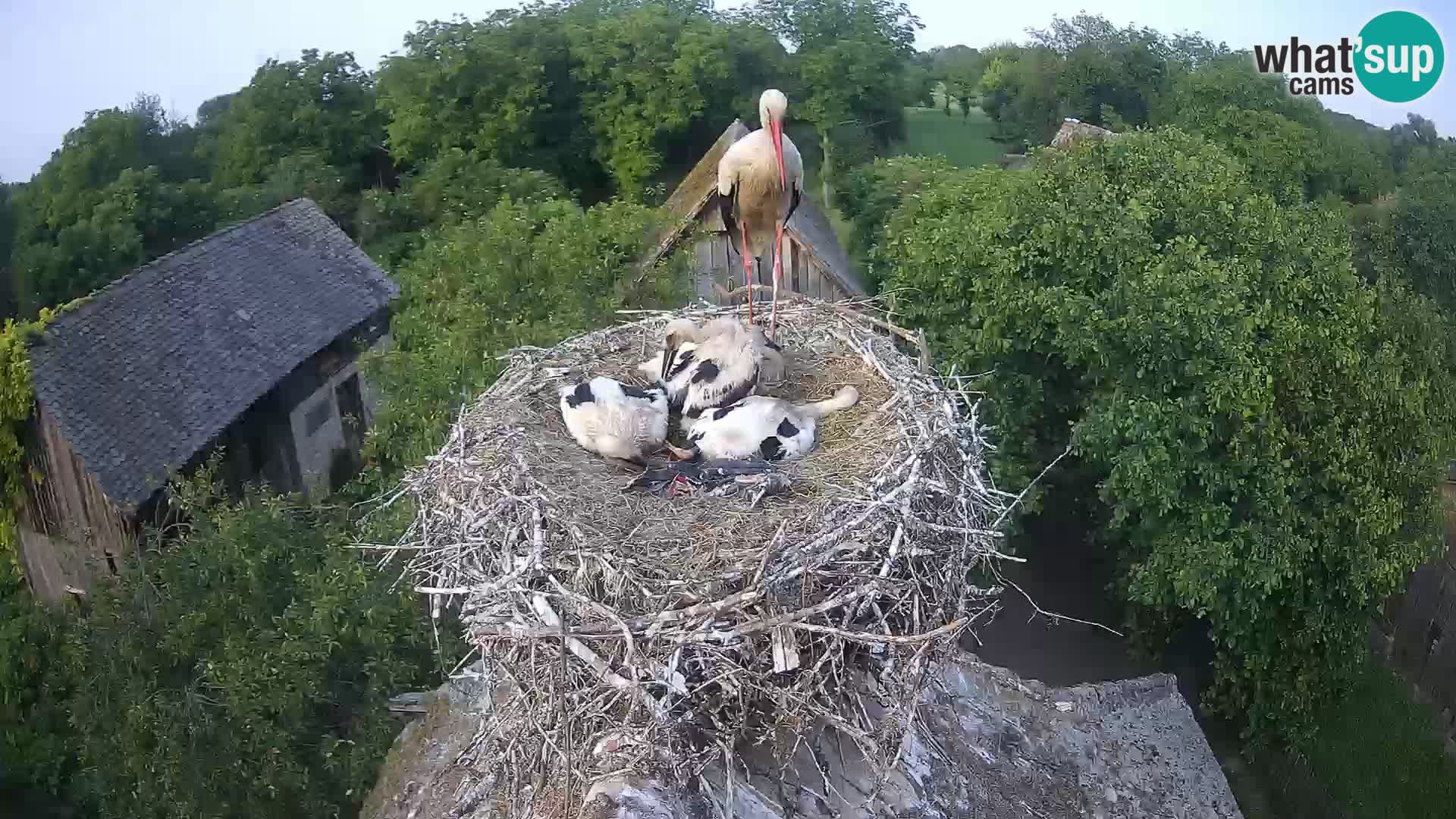 Webcam Europäisches Storchendorf – Naturpark Lonjsko polje