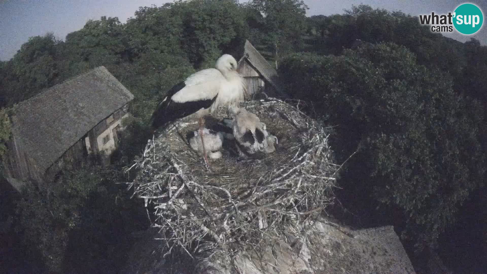 U živo Europsko selo roda – Park prirode Lonjsko polje