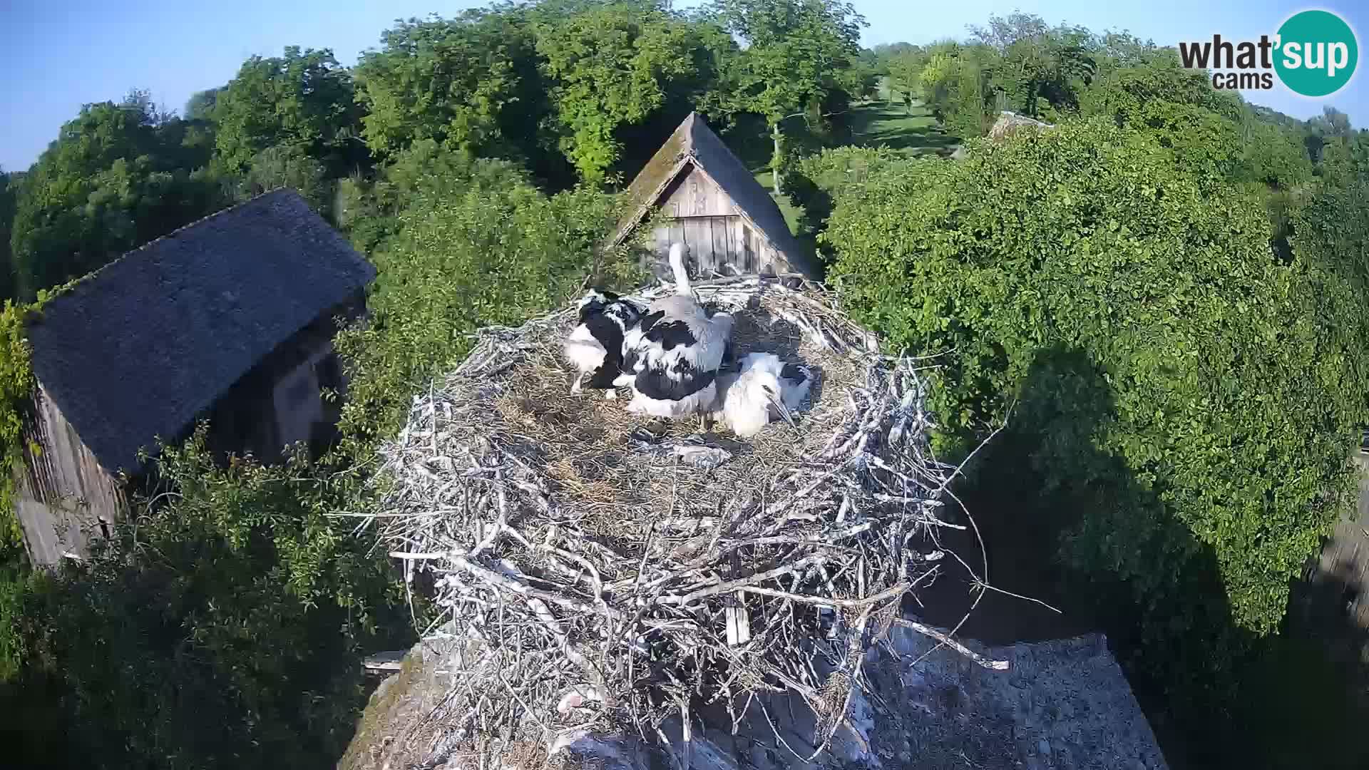 Webcam Europäisches Storchendorf – Naturpark Lonjsko polje