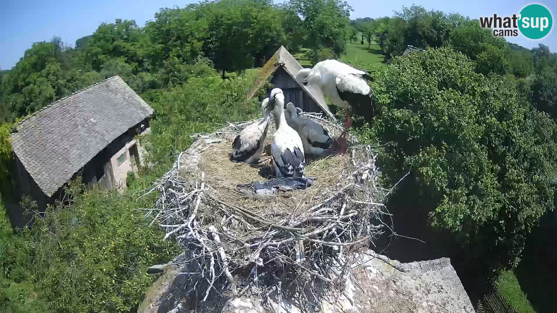Webcam Europäisches Storchendorf – Naturpark Lonjsko polje