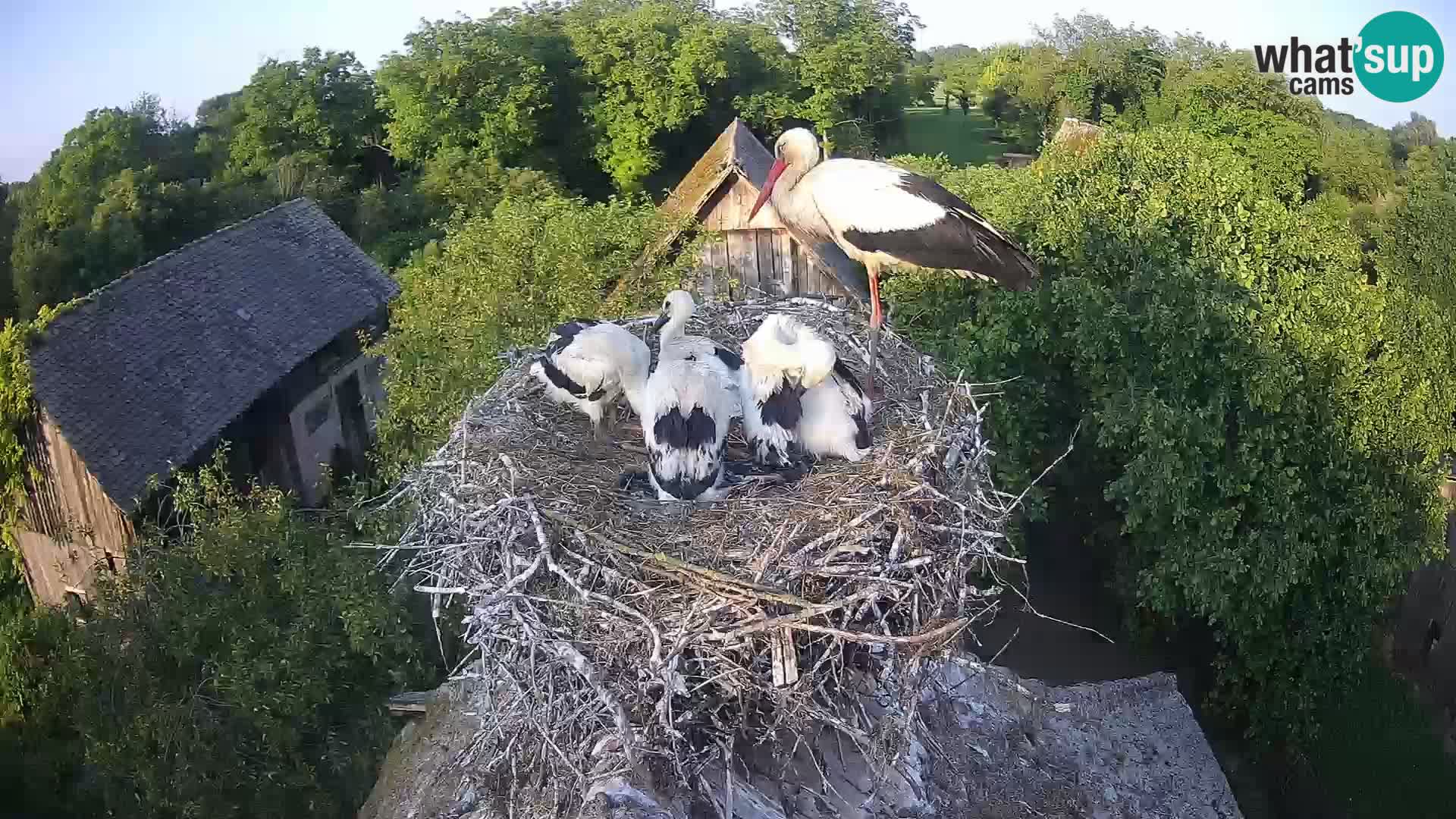 Live webcam European stork village – Lonjsko polje Nature Park