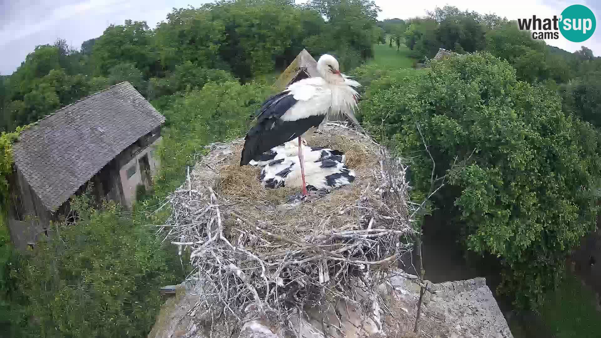 Villaggio delle cicogne europee webcam Parco naturale di Lonjsko polje