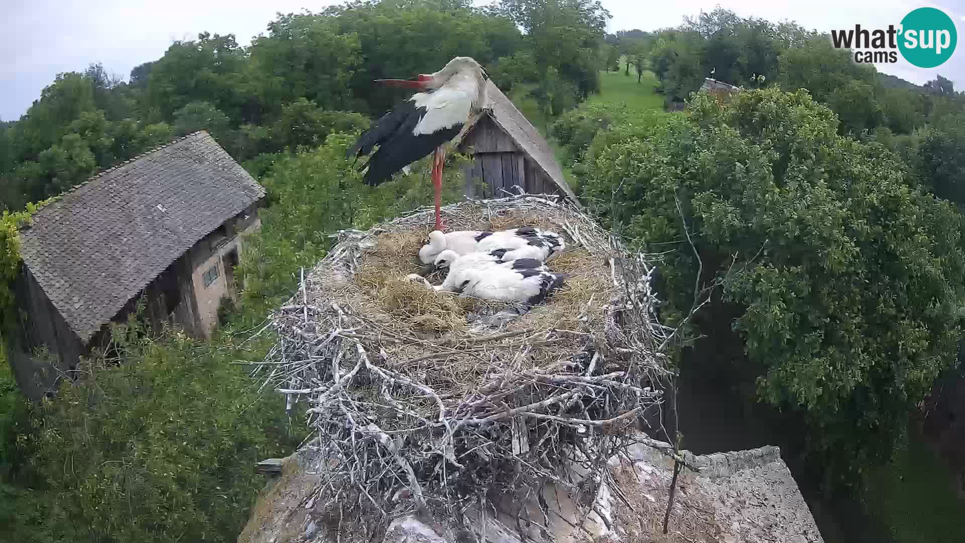 Webcam Europäisches Storchendorf – Naturpark Lonjsko polje