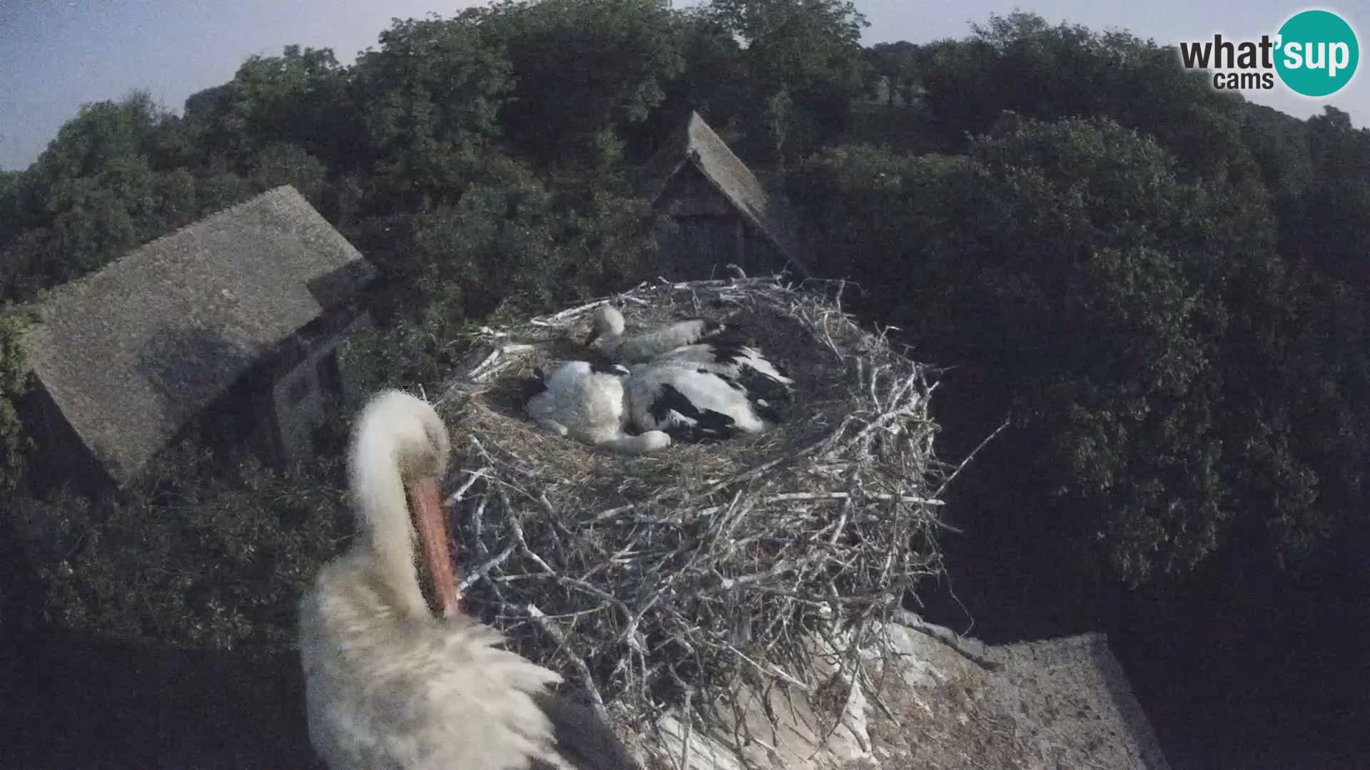 Live webcam European stork village – Lonjsko polje Nature Park