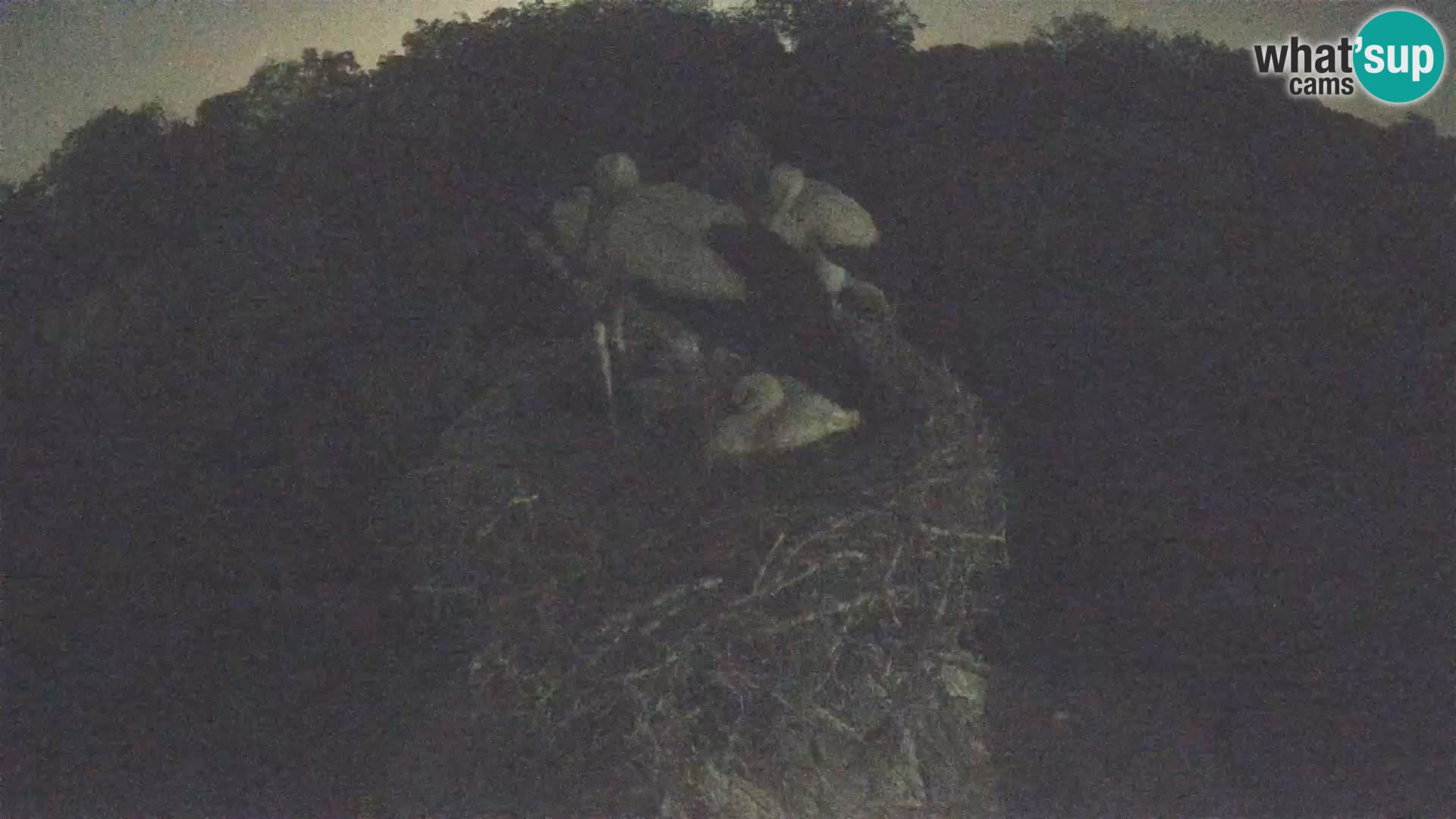 Village européen de cigognes webcam Parc naturel de Lonjsko polje