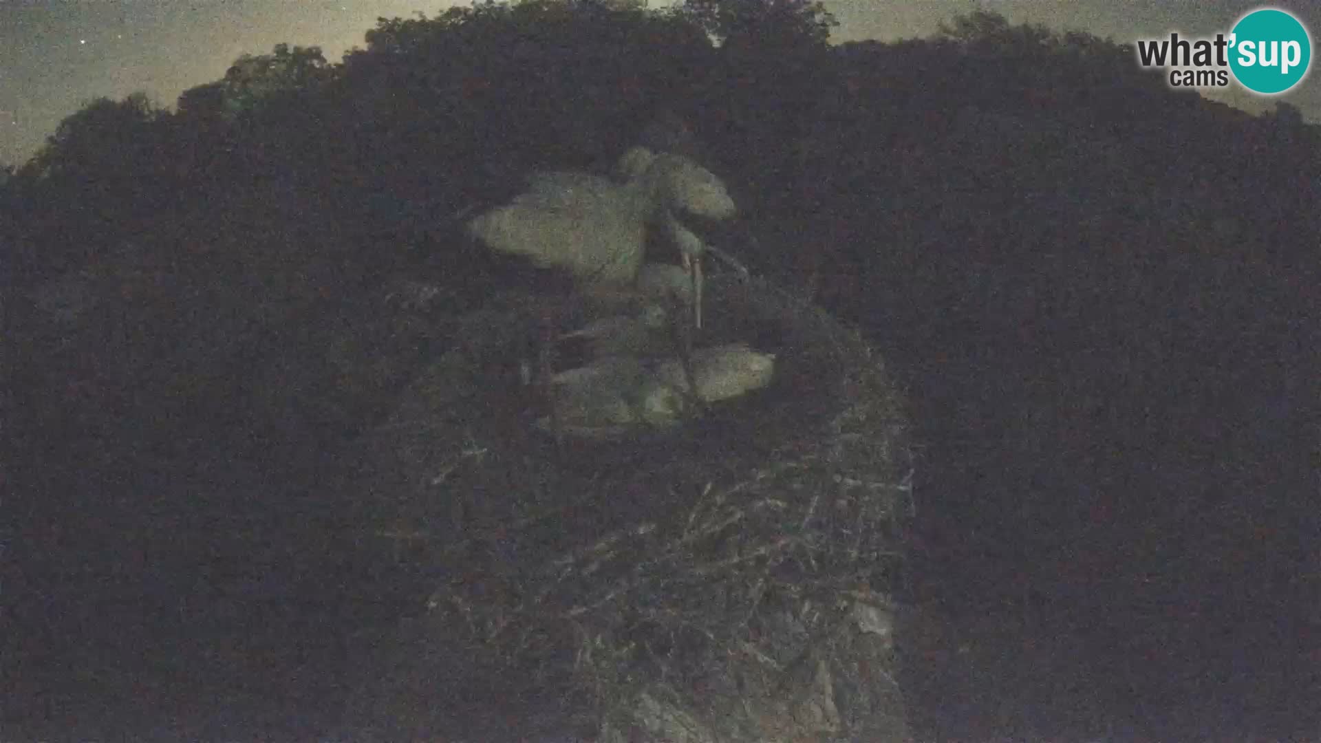 Live webcam European stork village – Lonjsko polje Nature Park