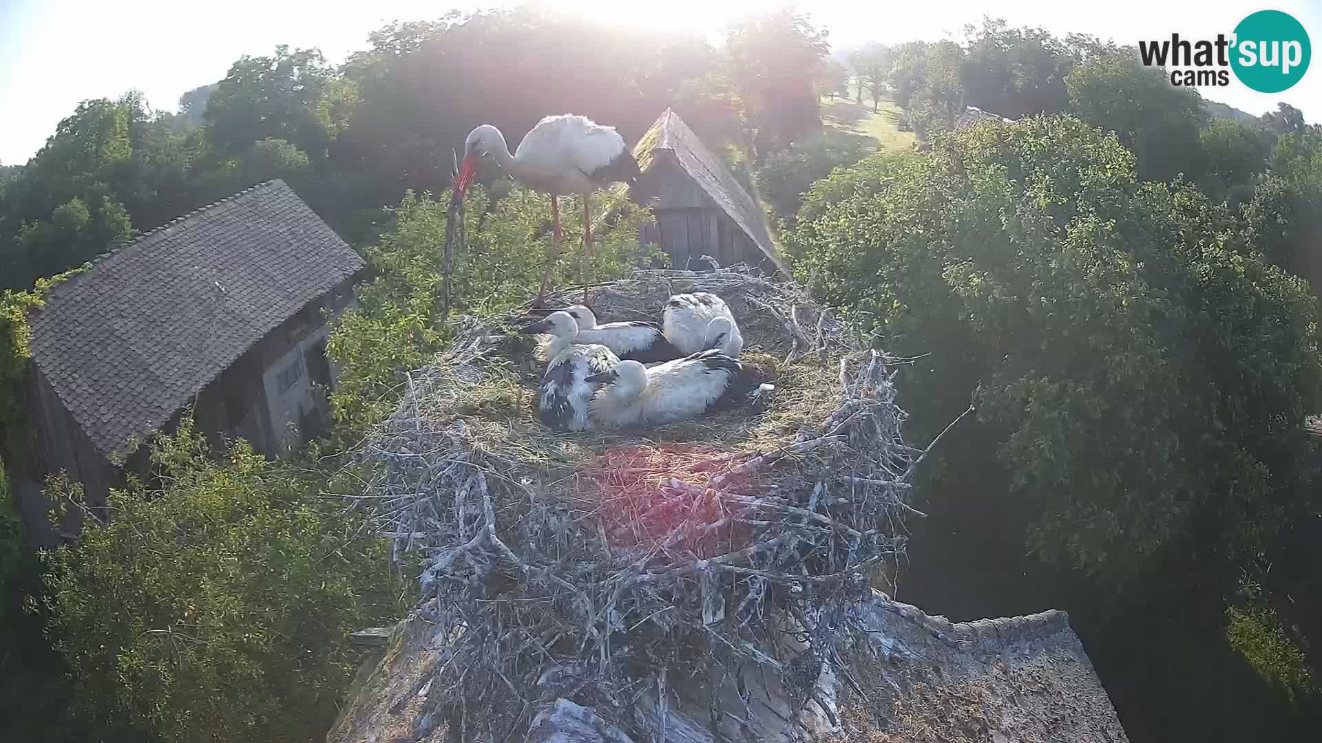 U živo Europsko selo roda – Park prirode Lonjsko polje