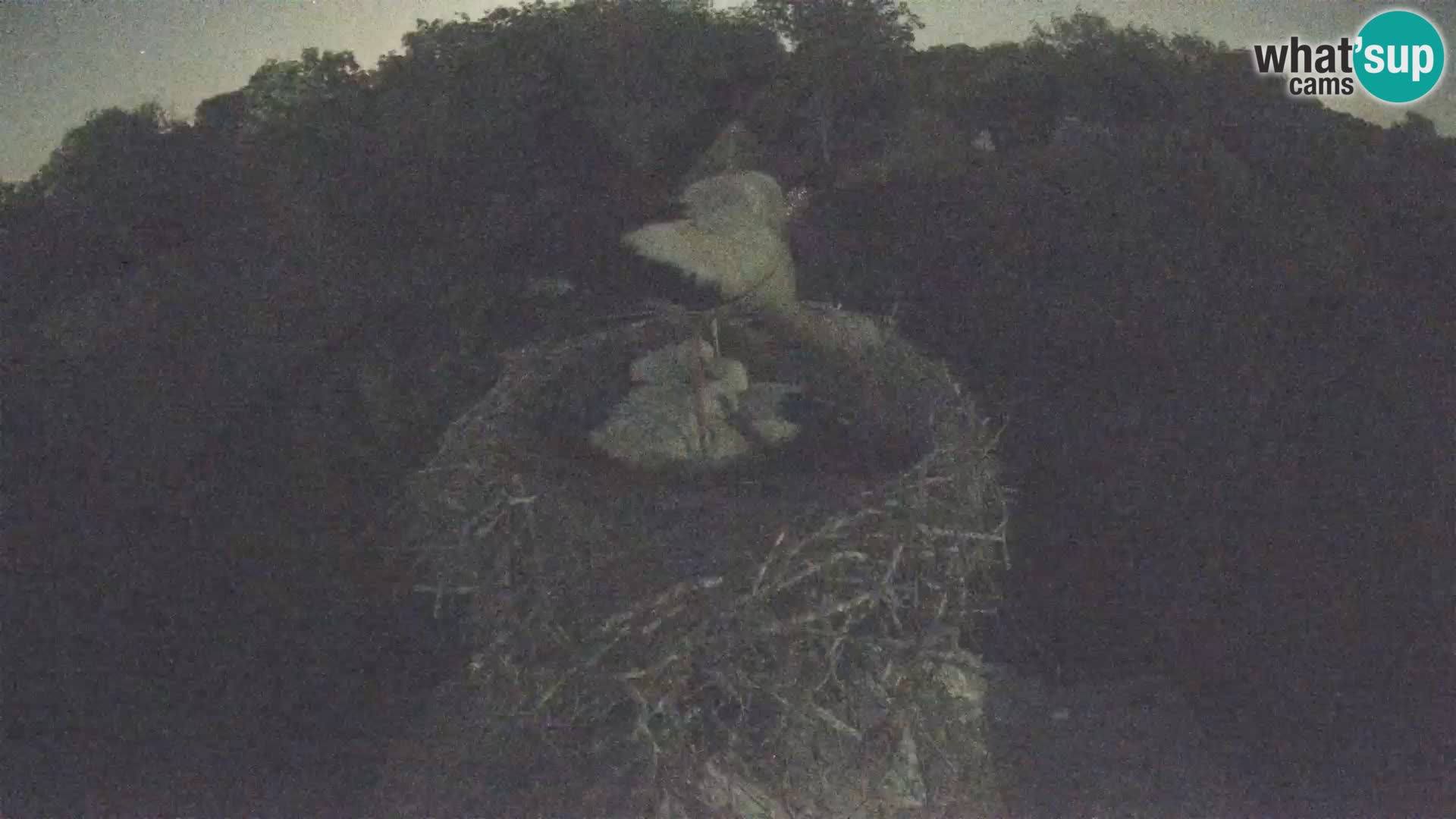 Live webcam European stork village – Lonjsko polje Nature Park
