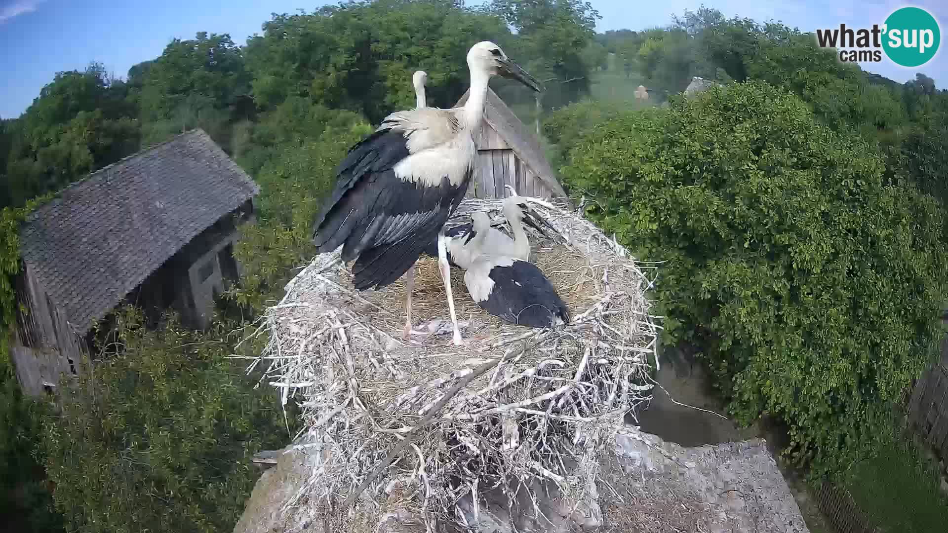 Live webcam European stork village – Lonjsko polje Nature Park