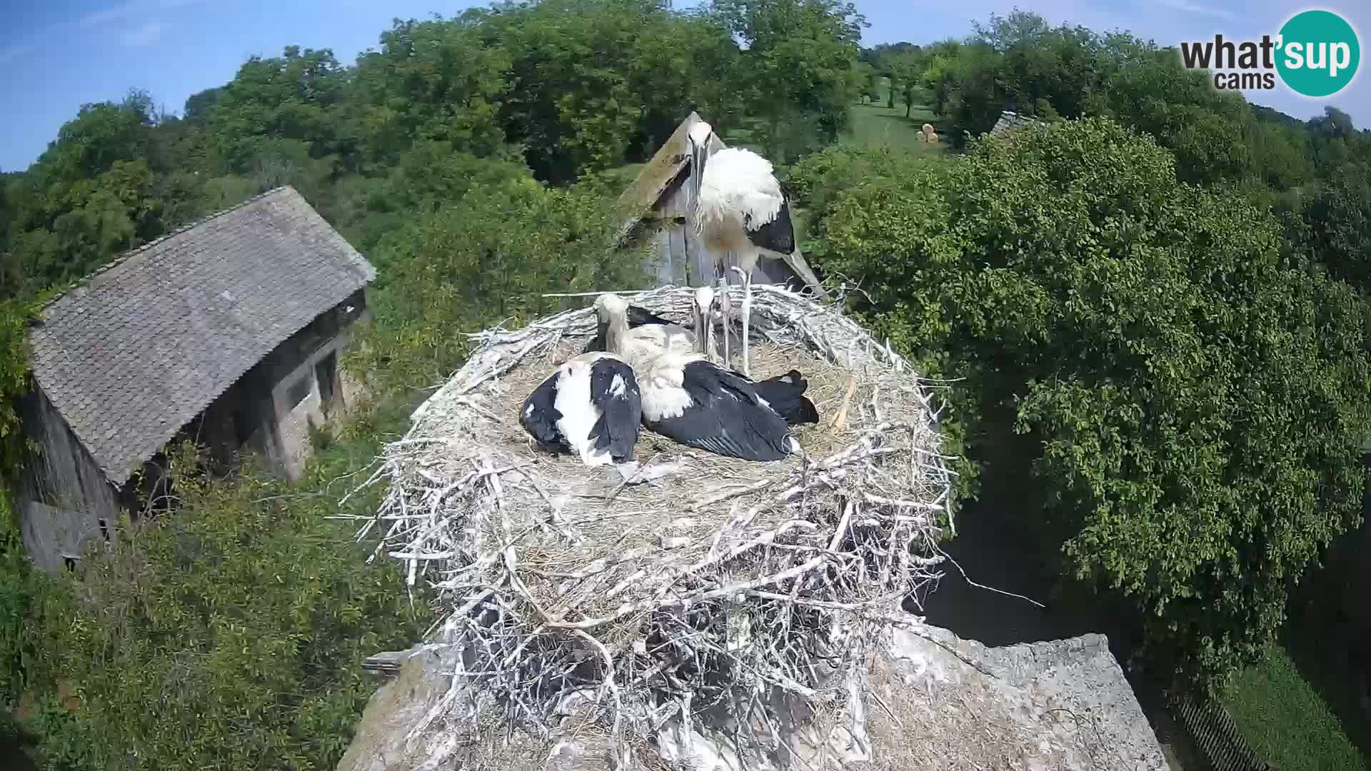 Pueblo europeo de cigüeñas camera en vivo Parque Natural Lonjsko polje