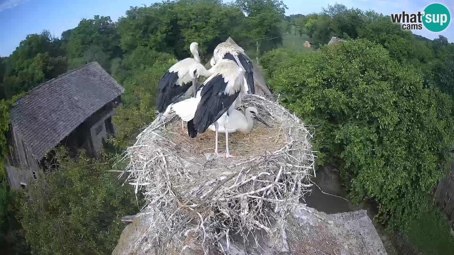 Pueblo europeo de cigüeñas camera en vivo Parque Natural Lonjsko polje