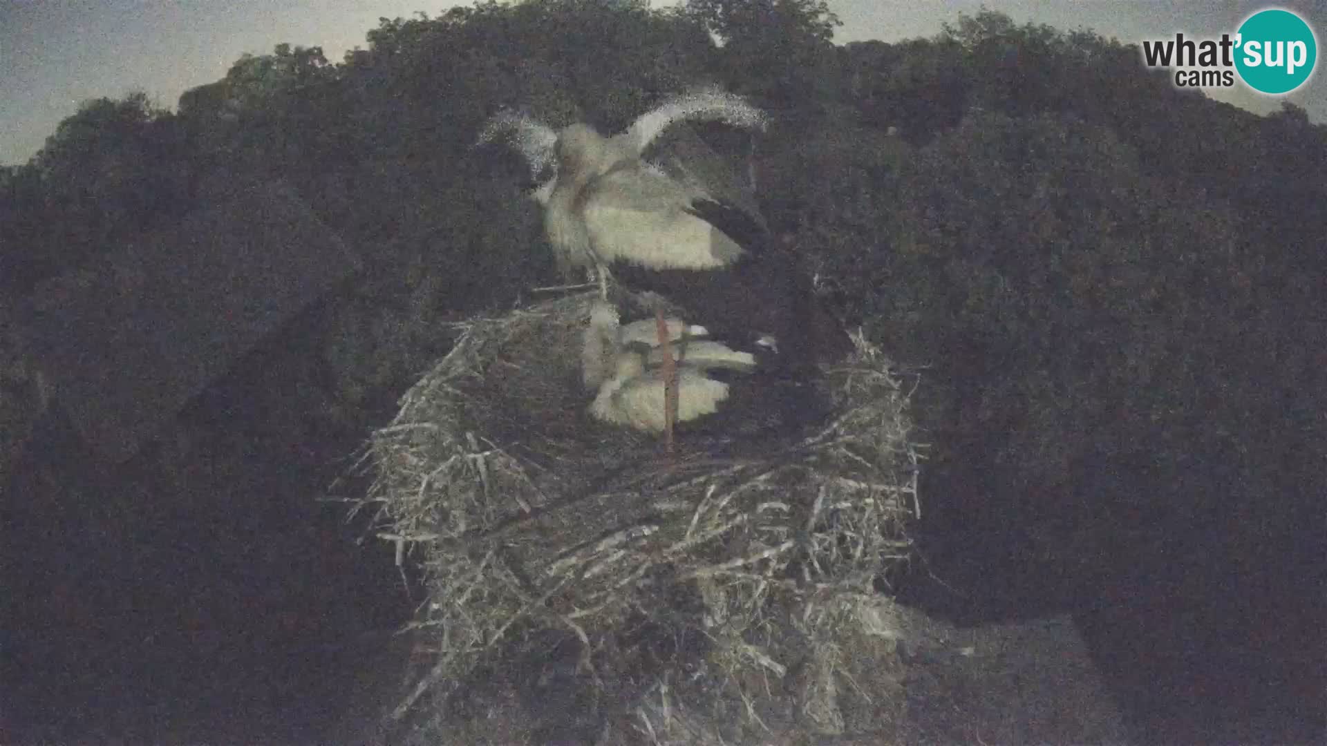 Village européen de cigognes webcam Parc naturel de Lonjsko polje
